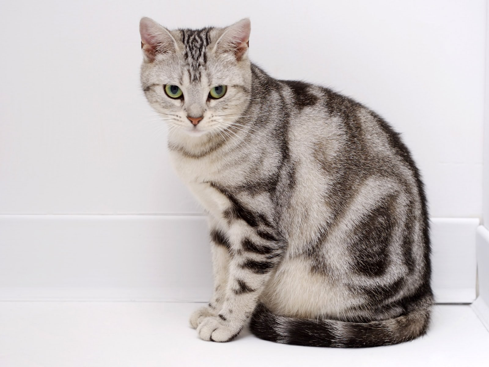 American Shorthair Personality Profile