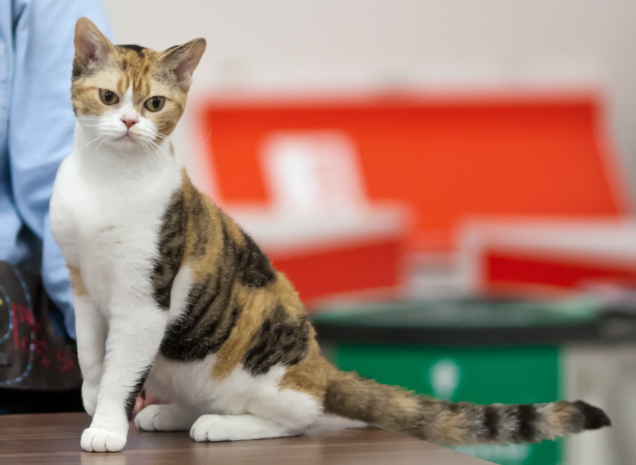 American Wirehair Personality Profile