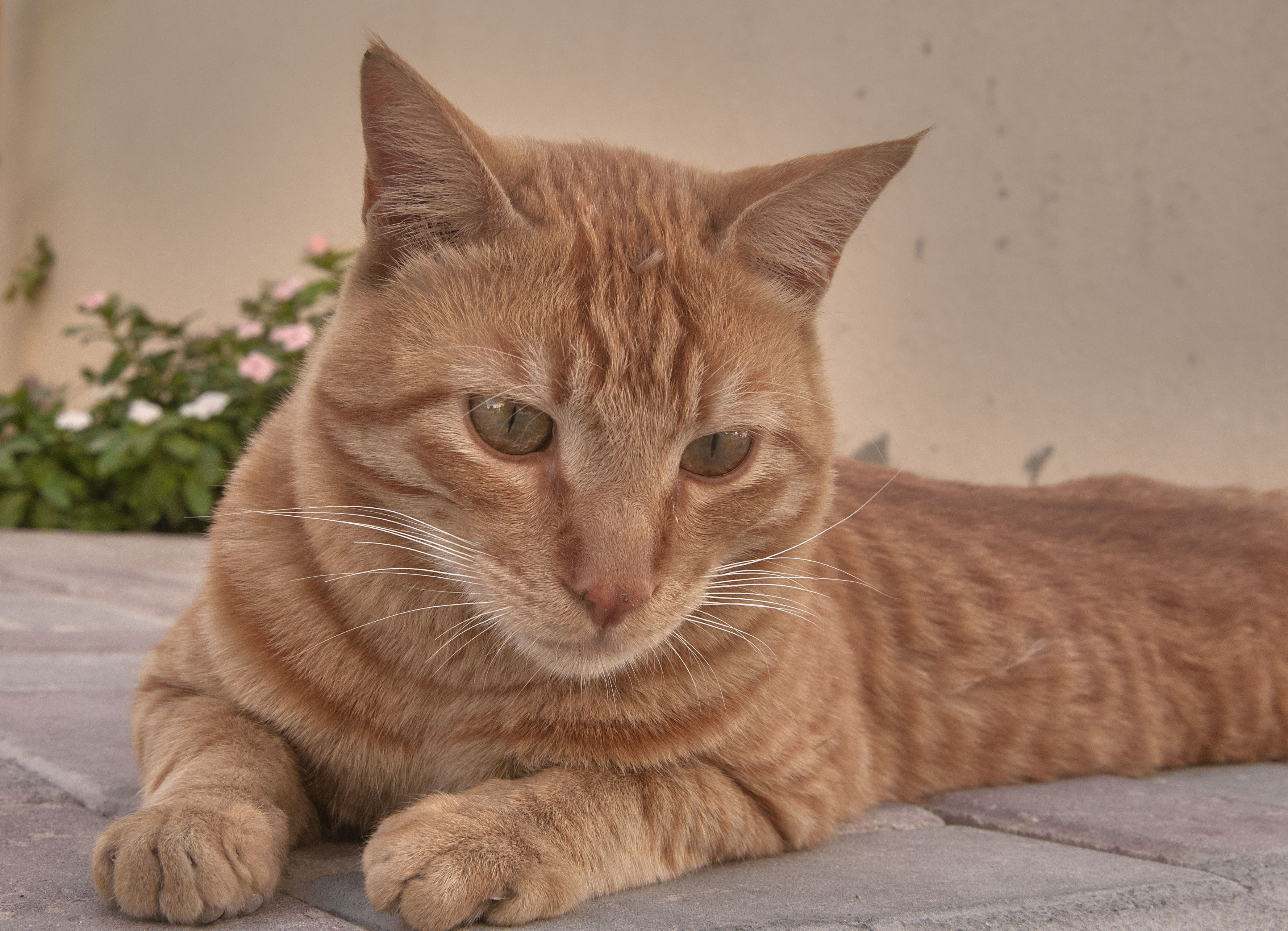 Arabian Mau photo 2