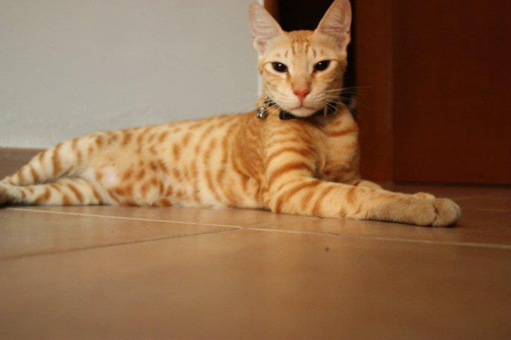 Arabian Mau photo 3