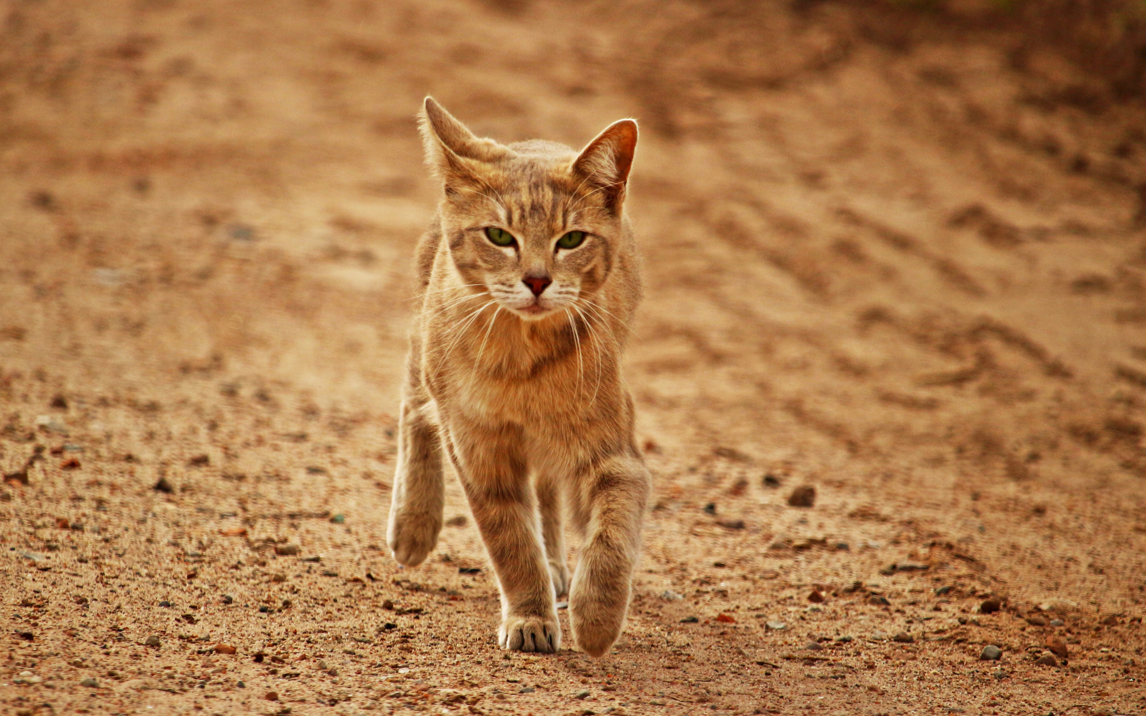 Arabian Mau photo 4