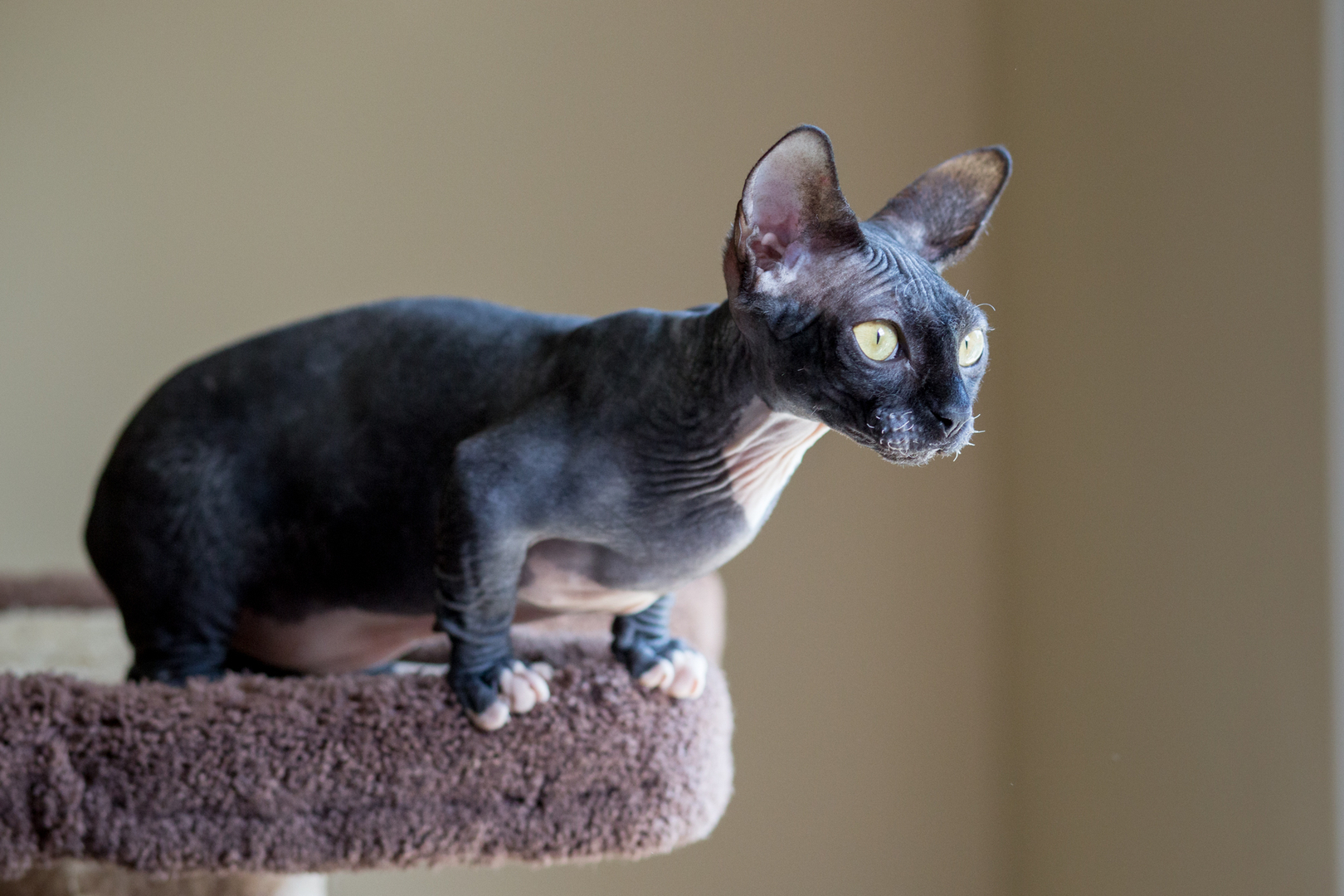 Bambino photo 4