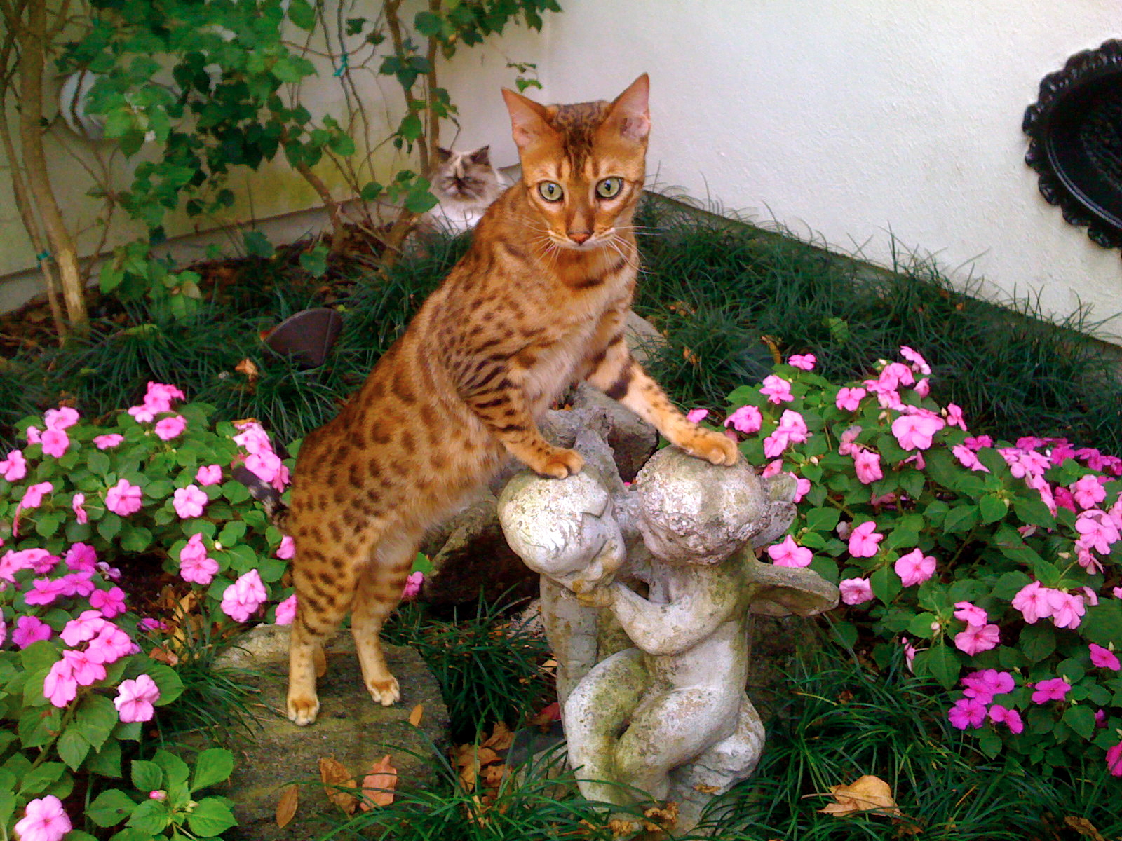 Bengal Personality Profile