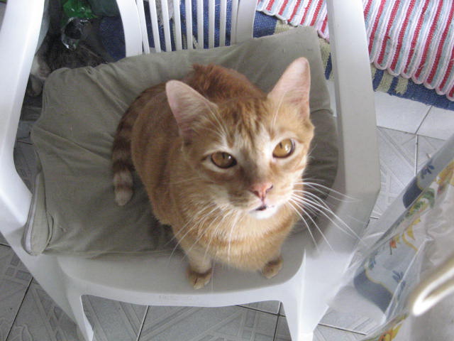 Brazilian Shorthair Personality Profile