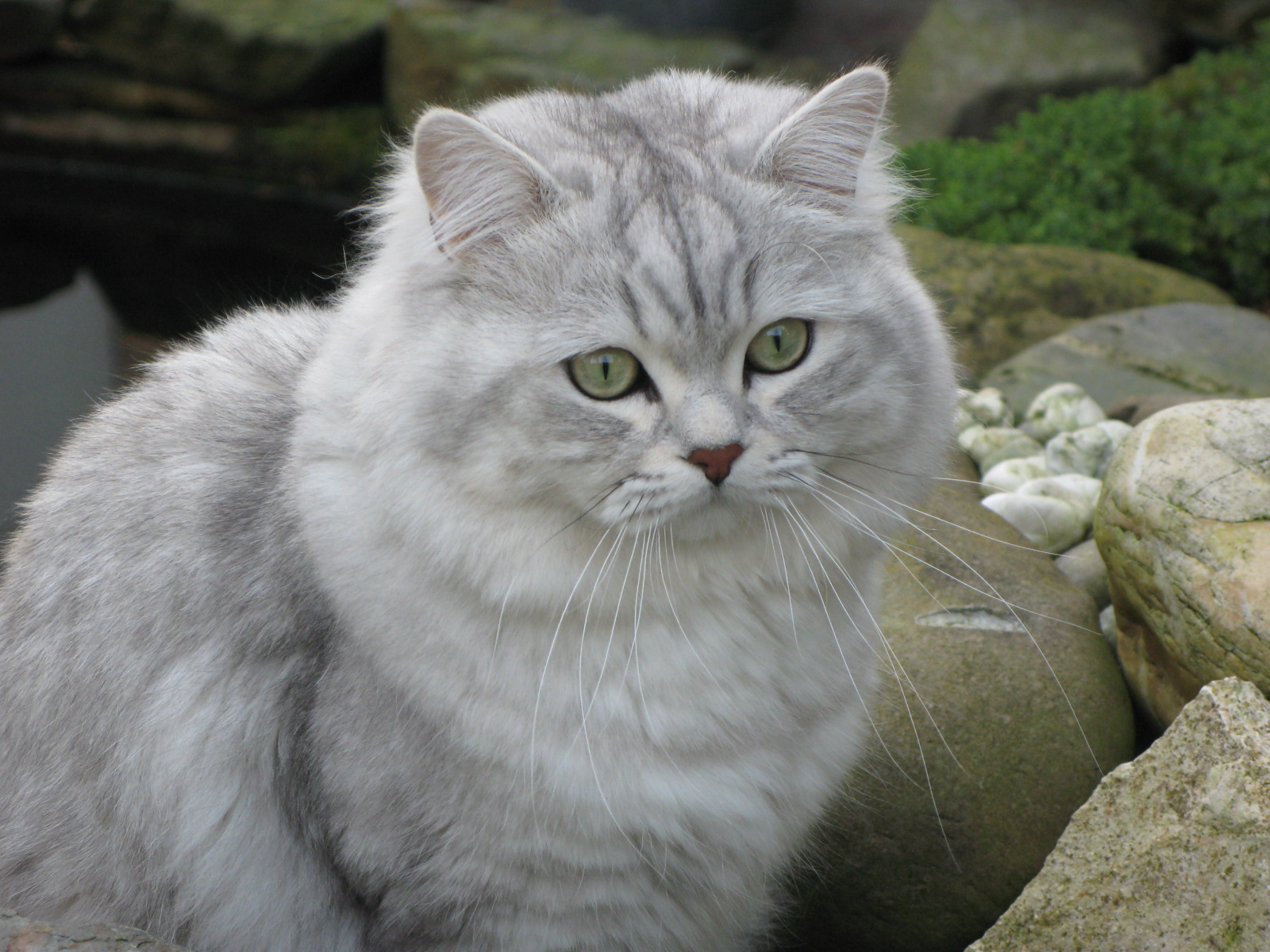British Longhair Personality Profile