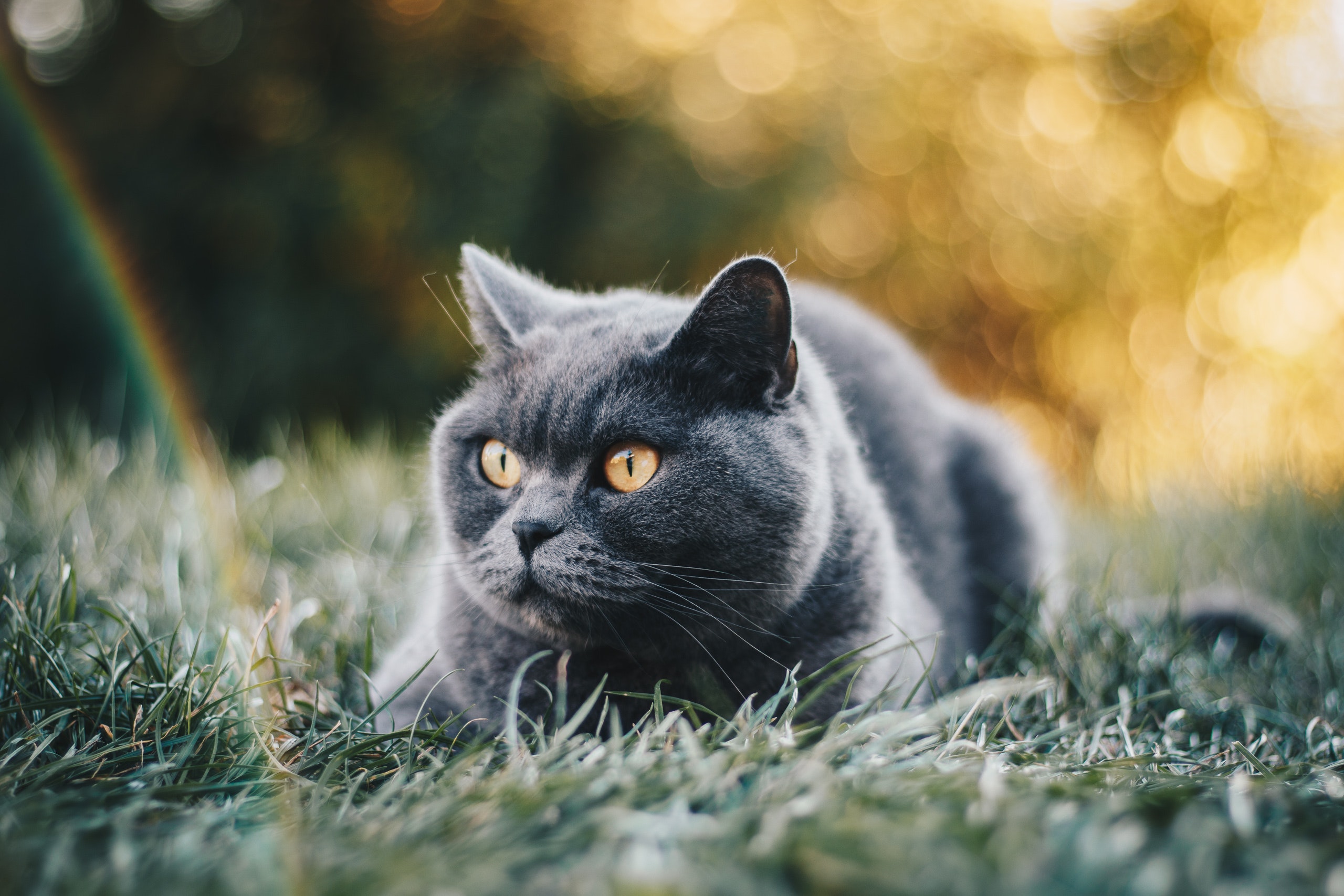British Shorthair photo 4