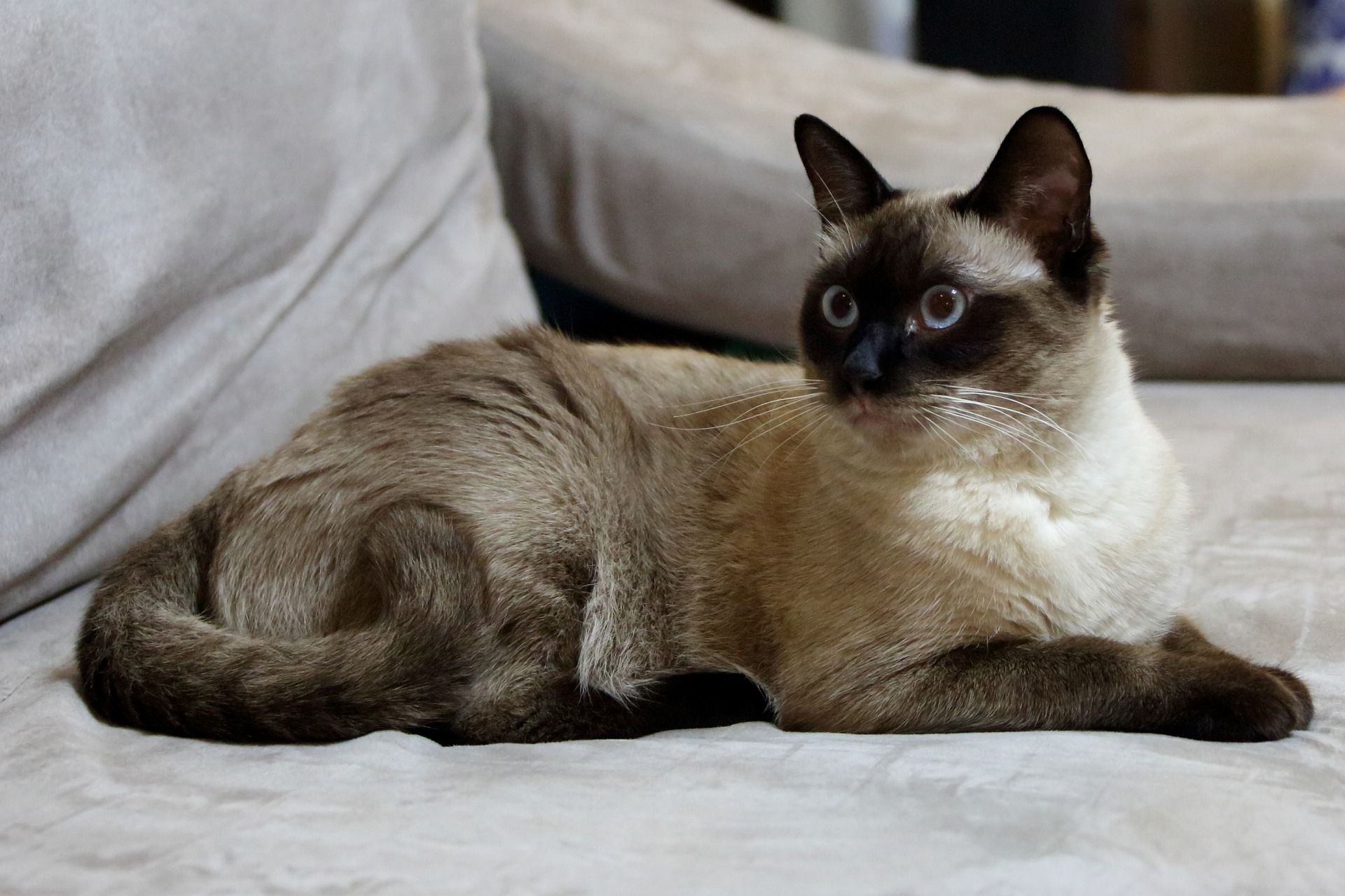 Burmese Personality Profile