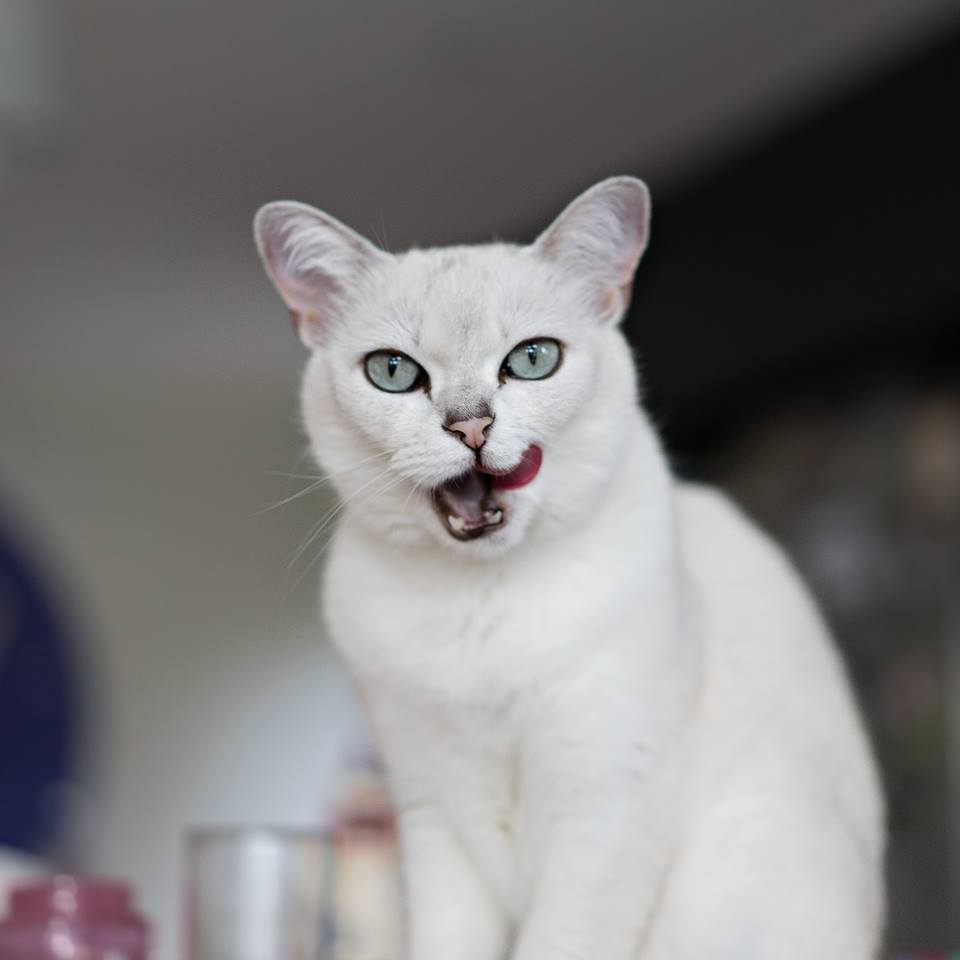 Burmilla photo 2