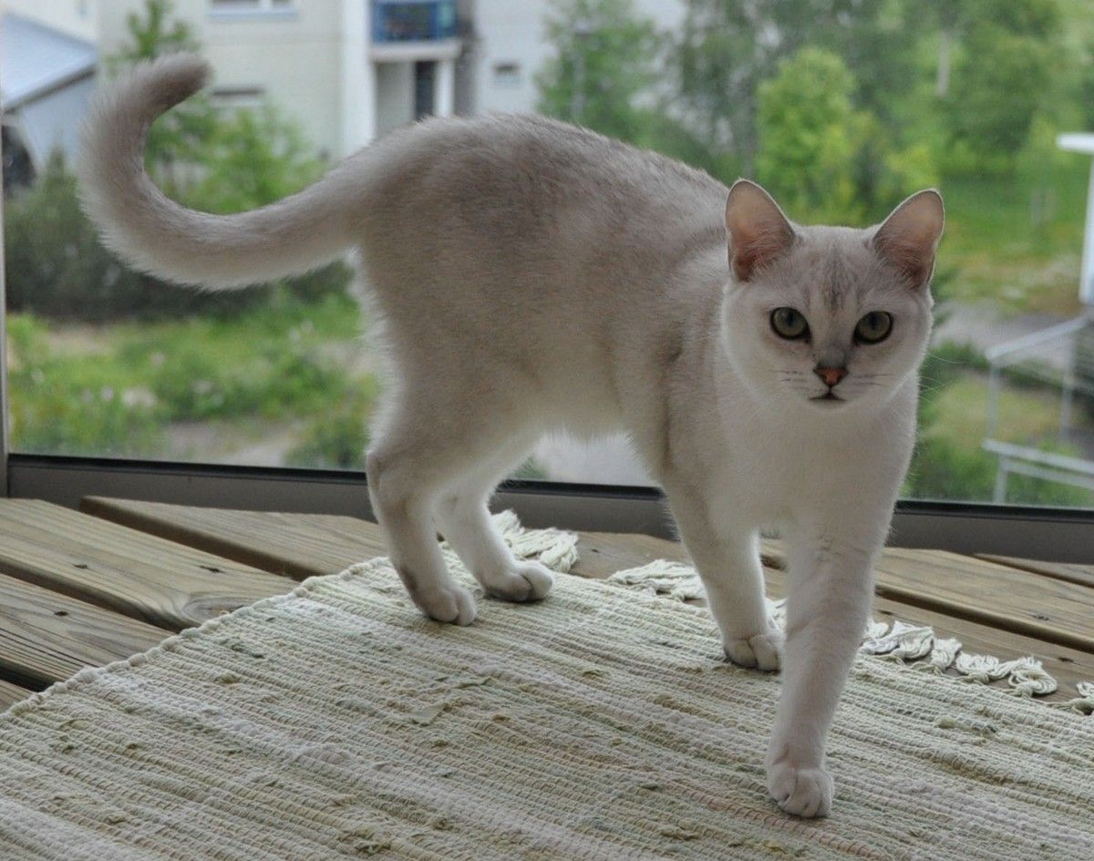 Burmilla photo 3
