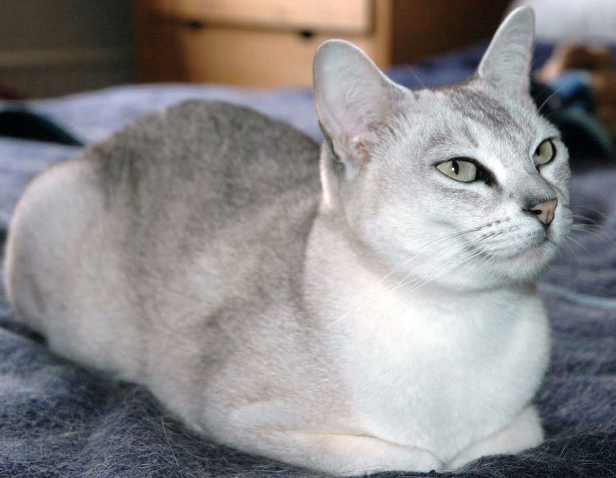 Burmilla photo 4