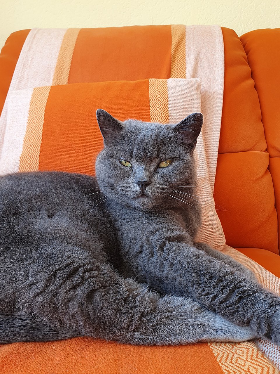 Chartreux Personality Profile