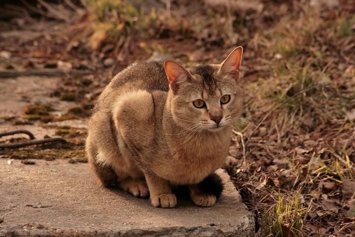 Chausie Personality Profile