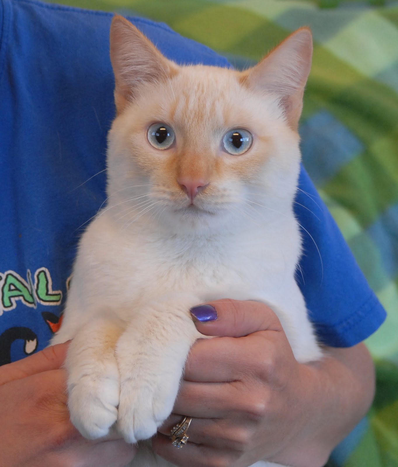 Colorpoint Shorthair Personality Profile