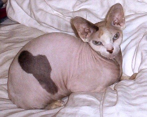 Size & Physical Traits