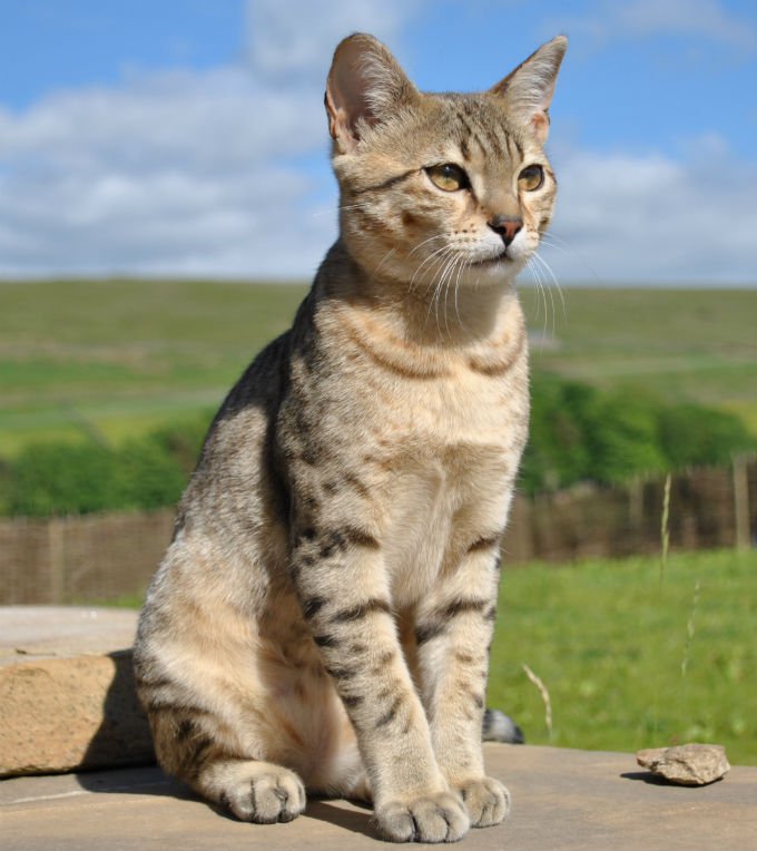 Egyptian Mau Personality Profile