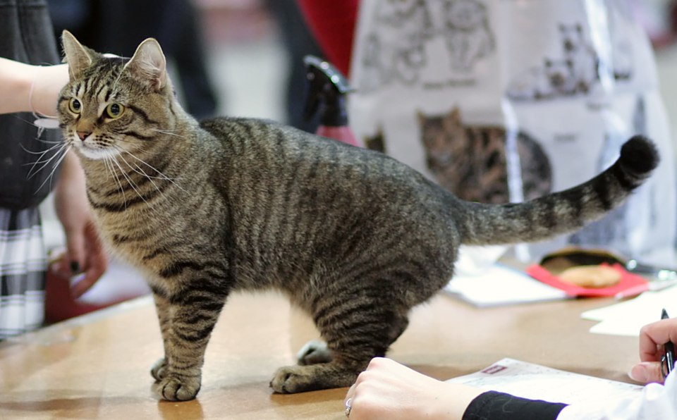 European Shorthair Personality Profile