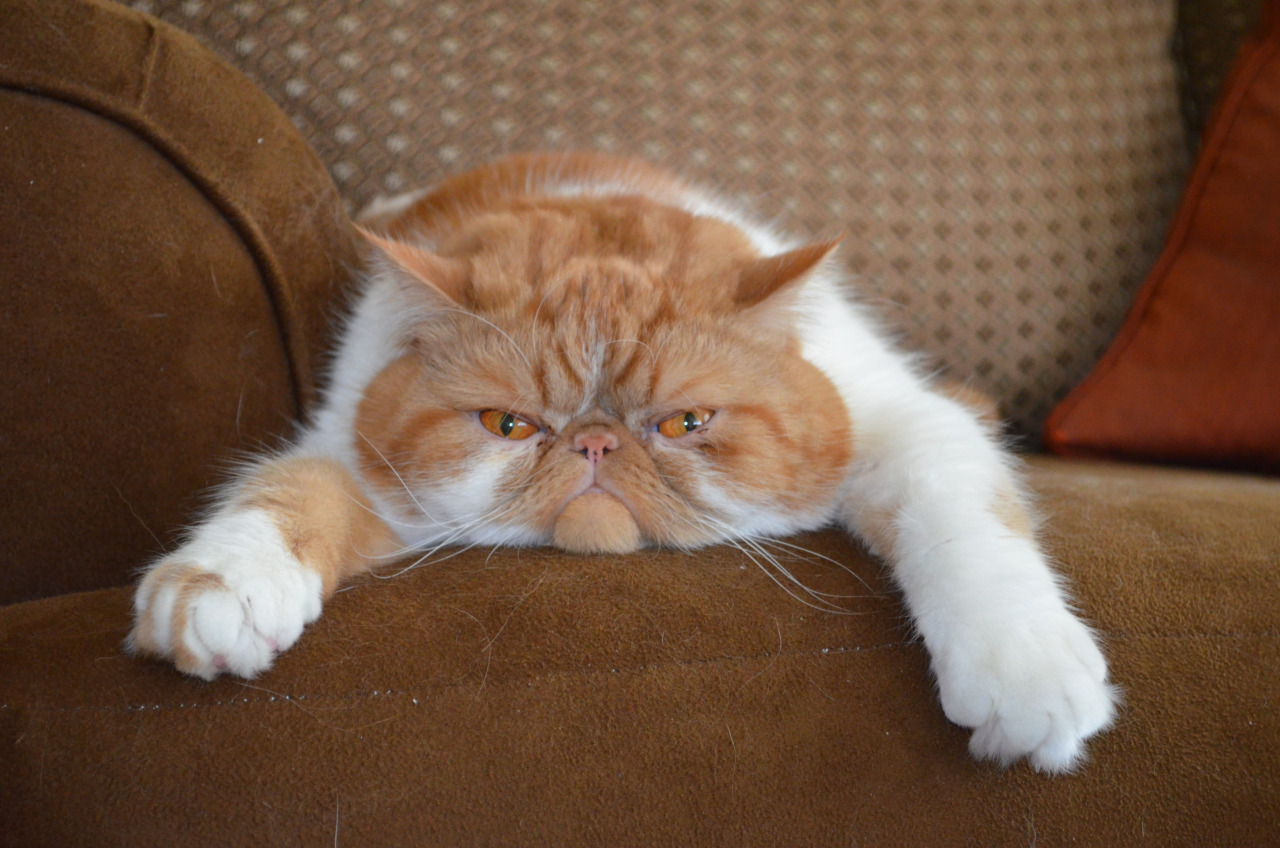 Exotic Shorthair Personality Profile