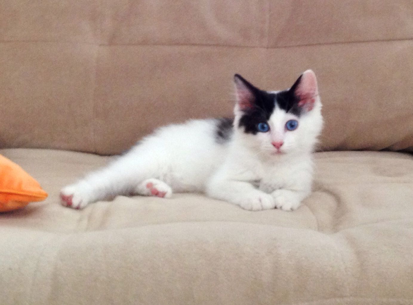 Japanese Bobtail Personality Profile