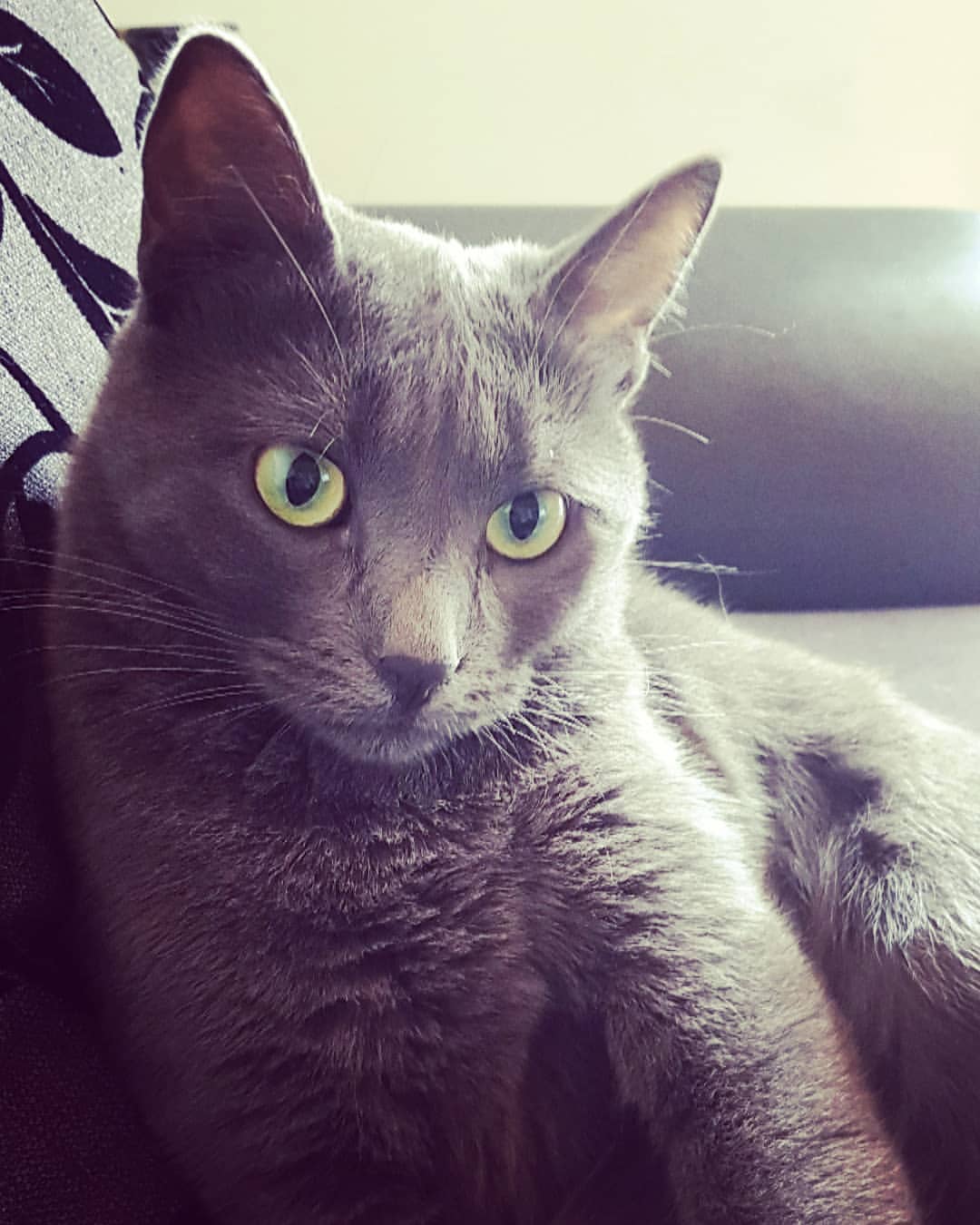 Origin & History