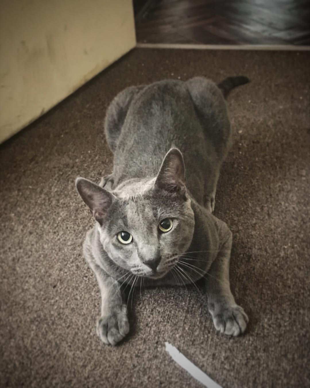 Korat Personality Profile