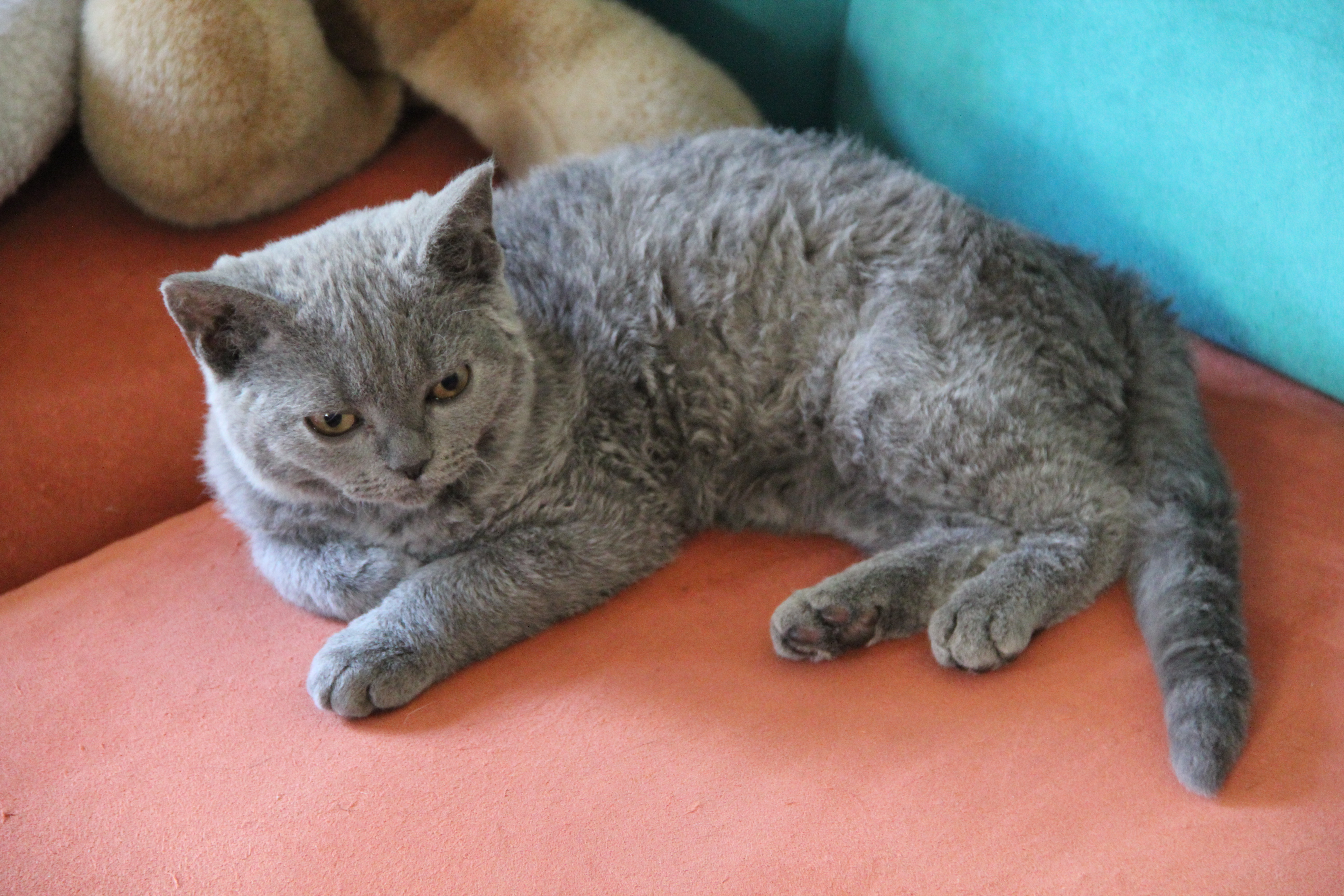 Size & Physical Traits