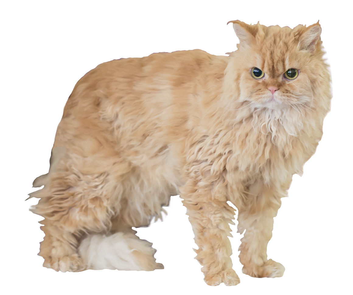 Lambkin Personality Profile