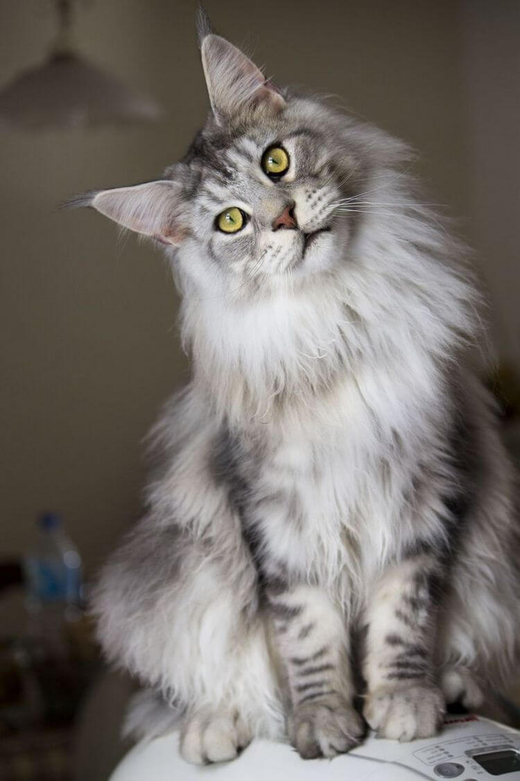 Maine Coon Personality Profile