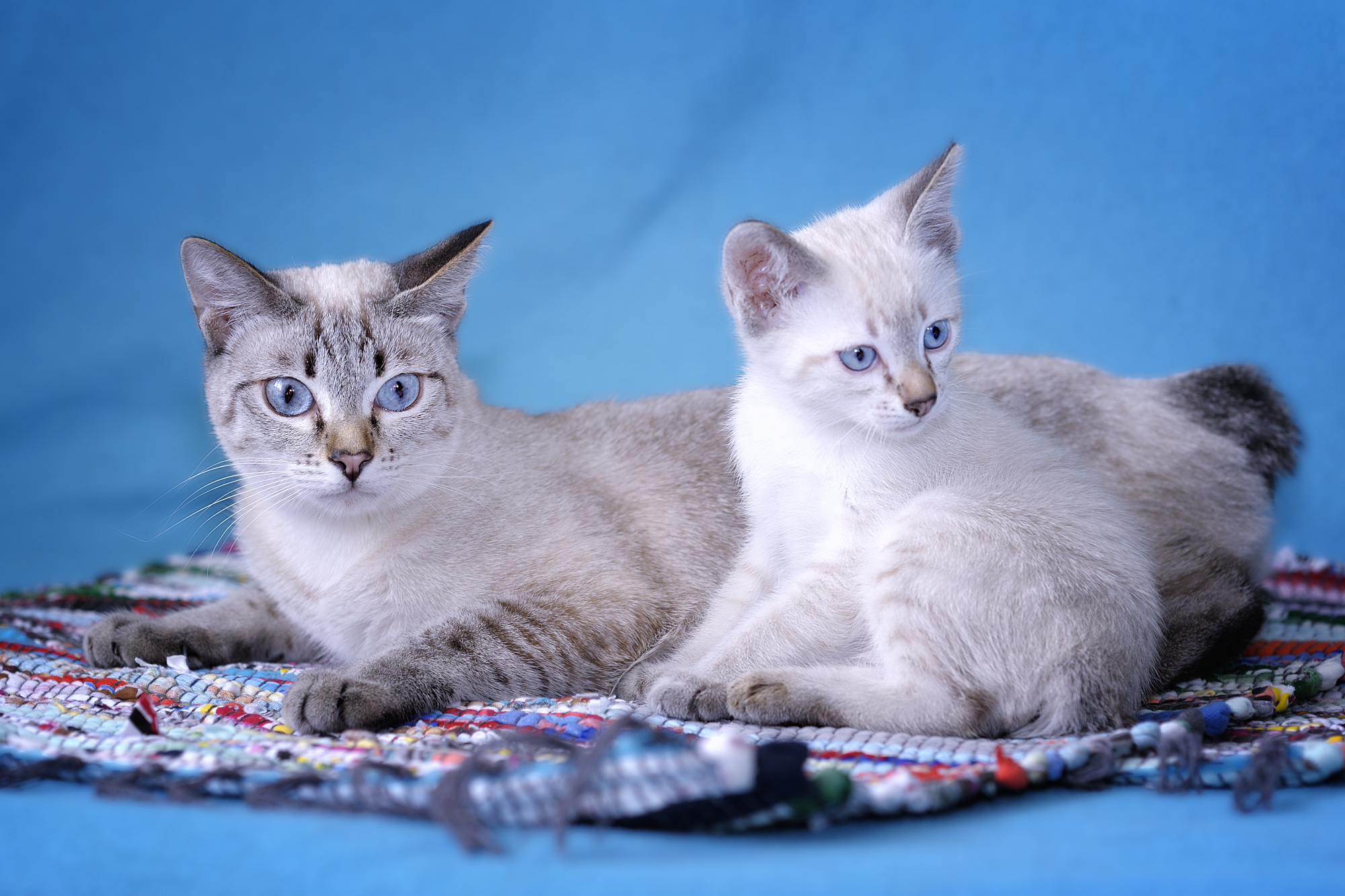 Mekong Bobtail Personality Profile
