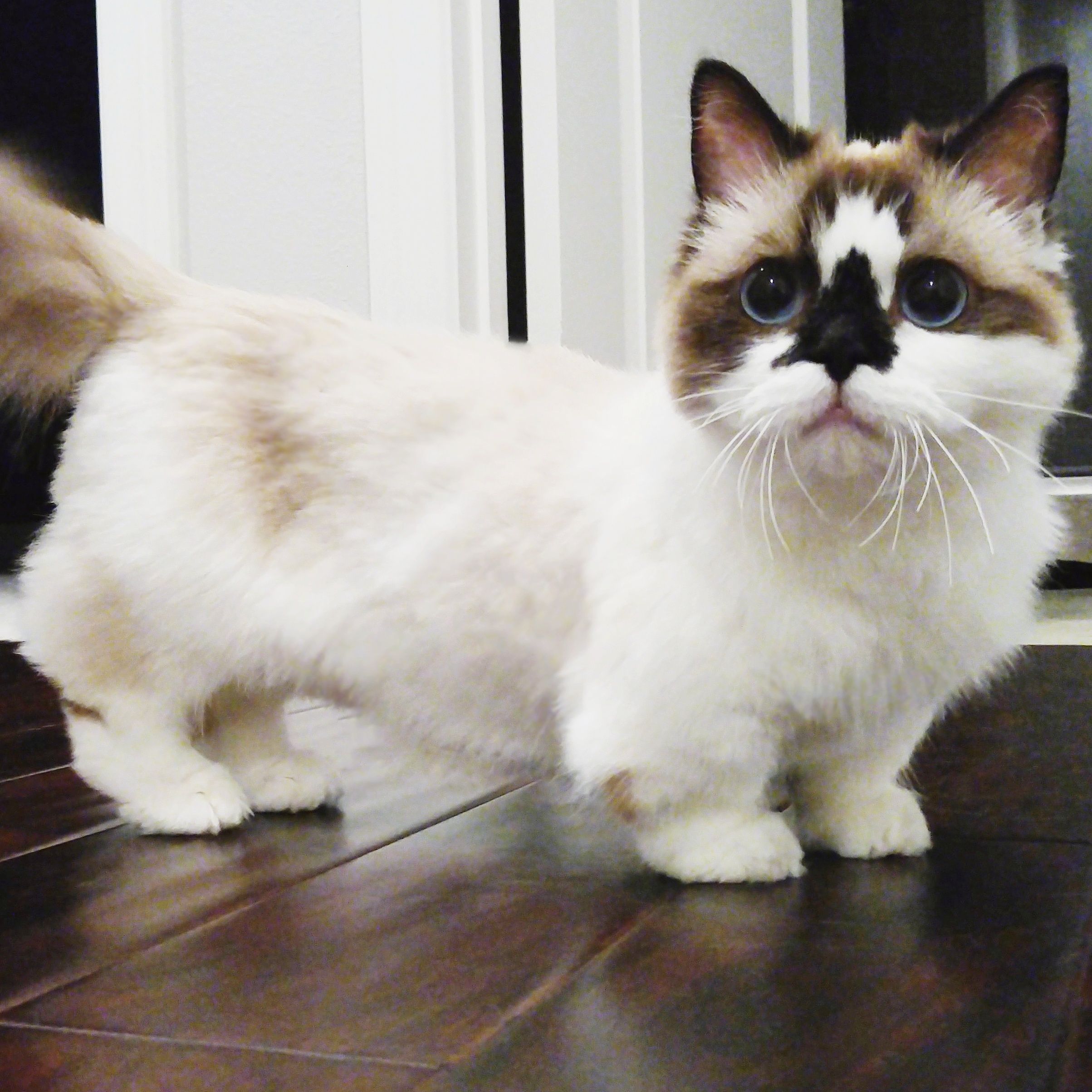 Munchkin photo 3