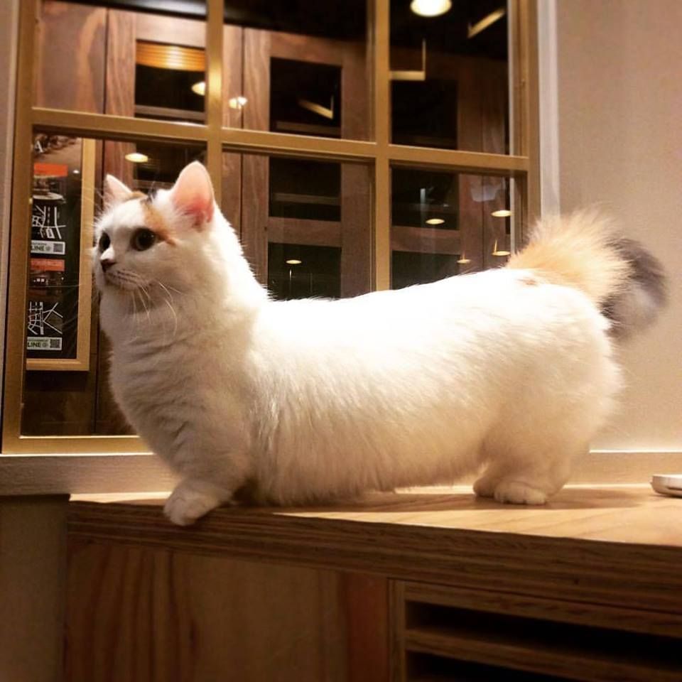 Munchkin photo 4