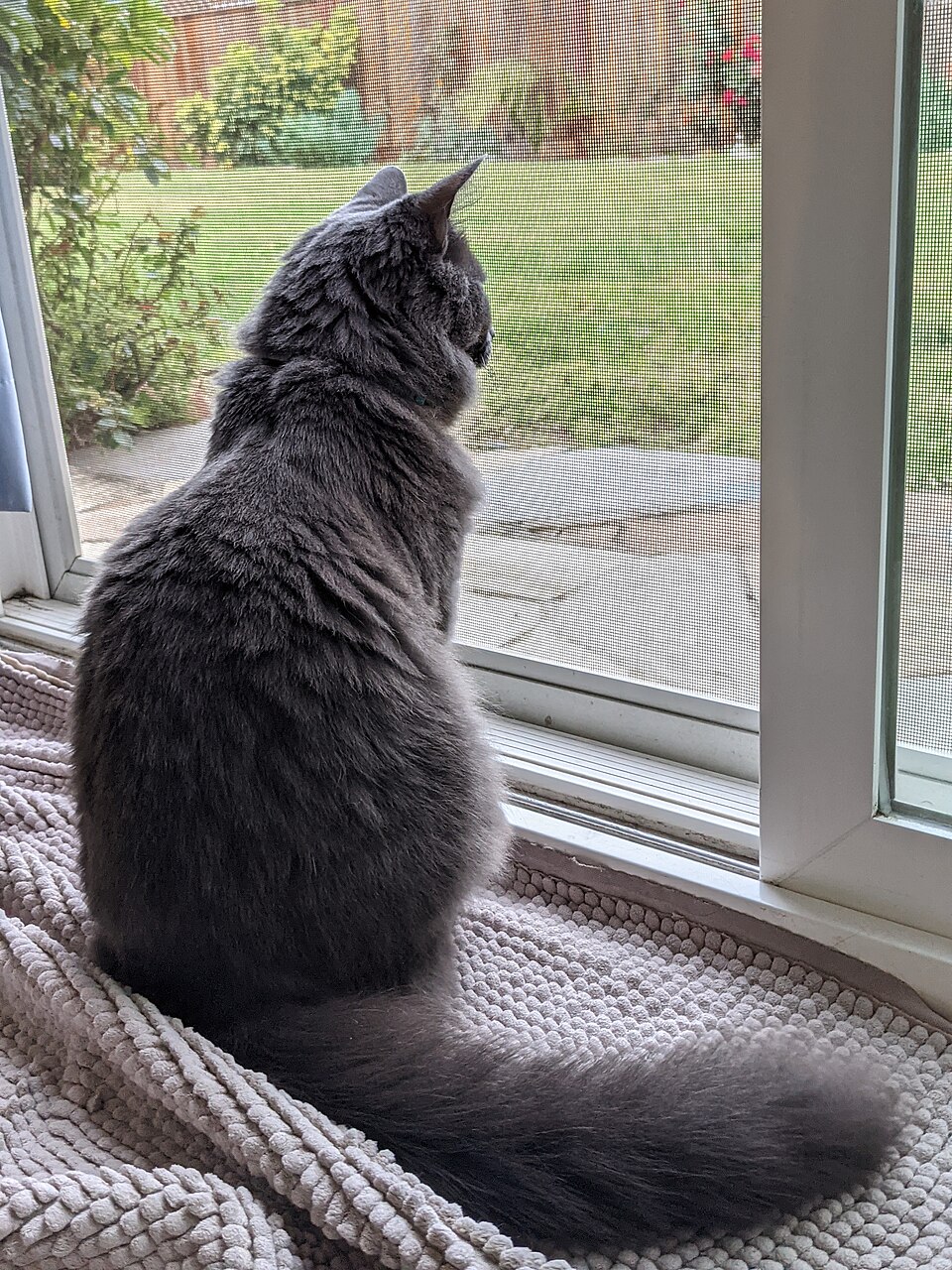 Nebelung Personality Profile