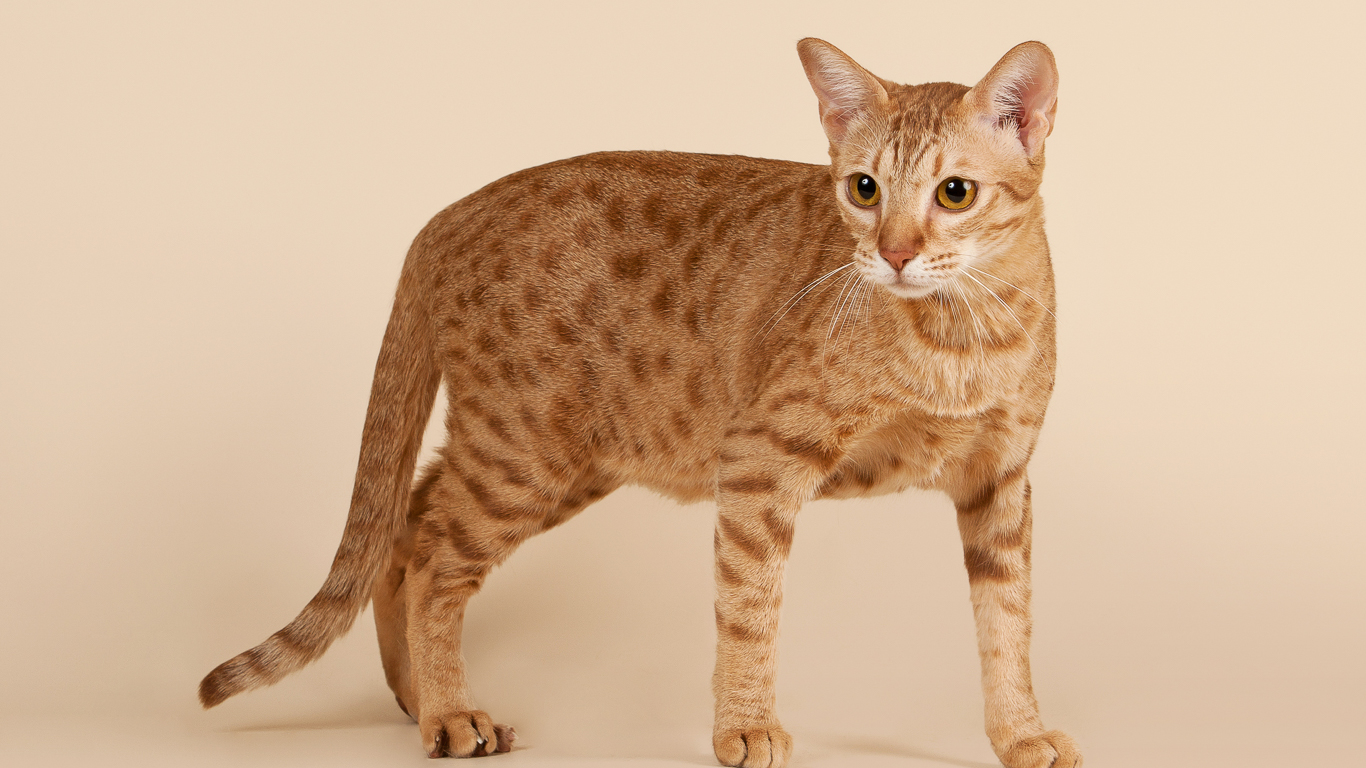 Ocicat Personality Profile
