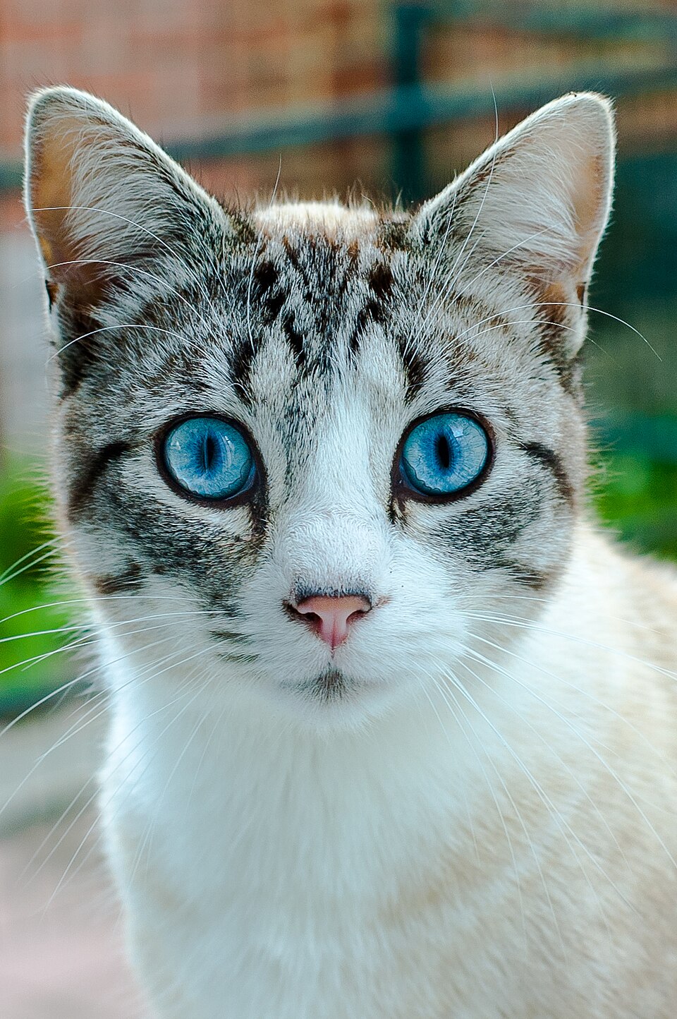 Ojos Azules Personality Profile