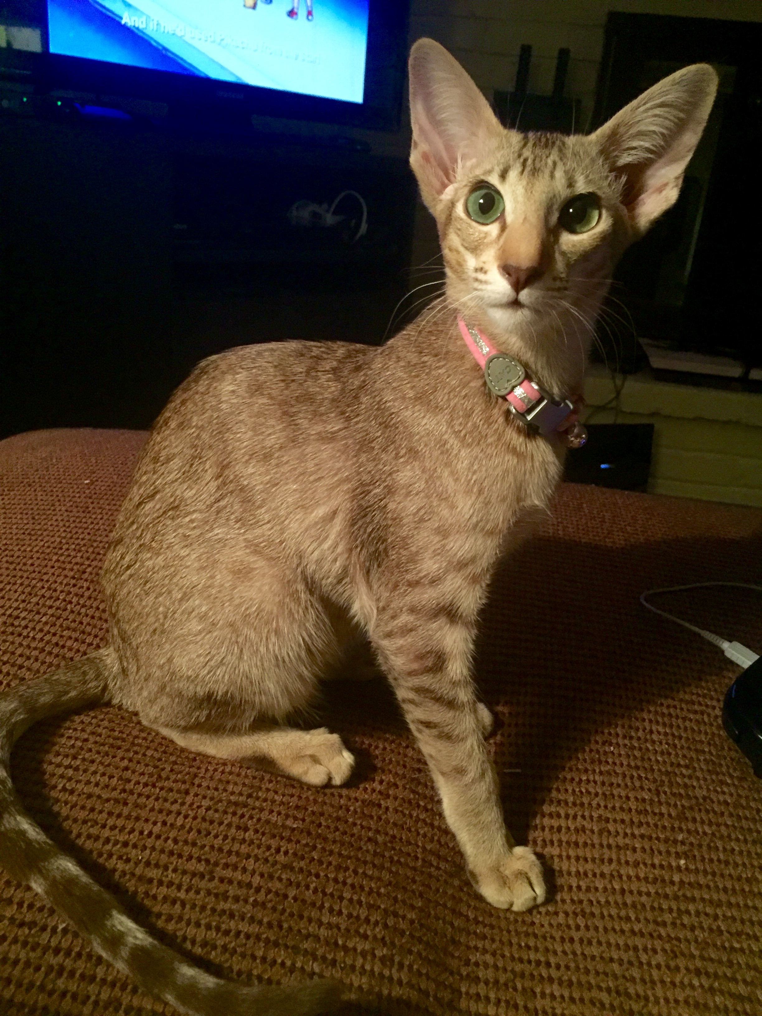 Oriental Longhair Personality Profile