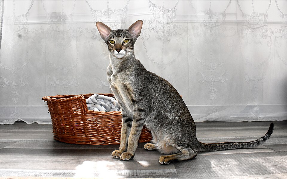 Oriental Shorthair Personality Profile