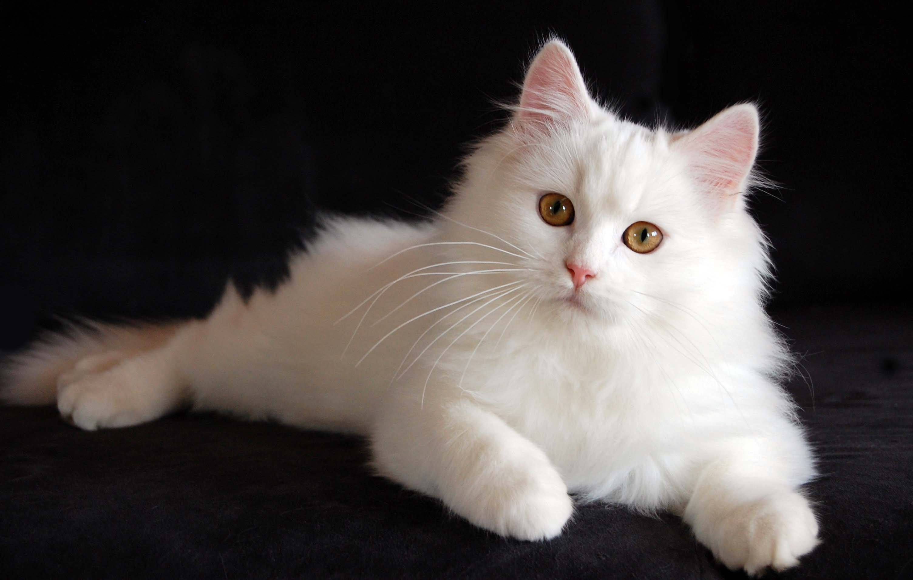 Persian Personality Profile