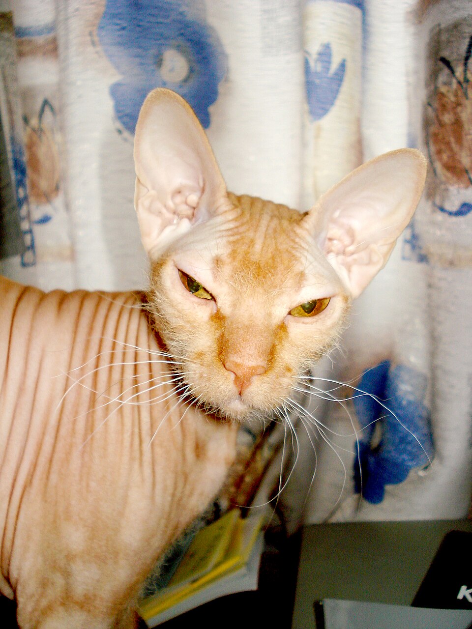 Peterbald Personality Profile