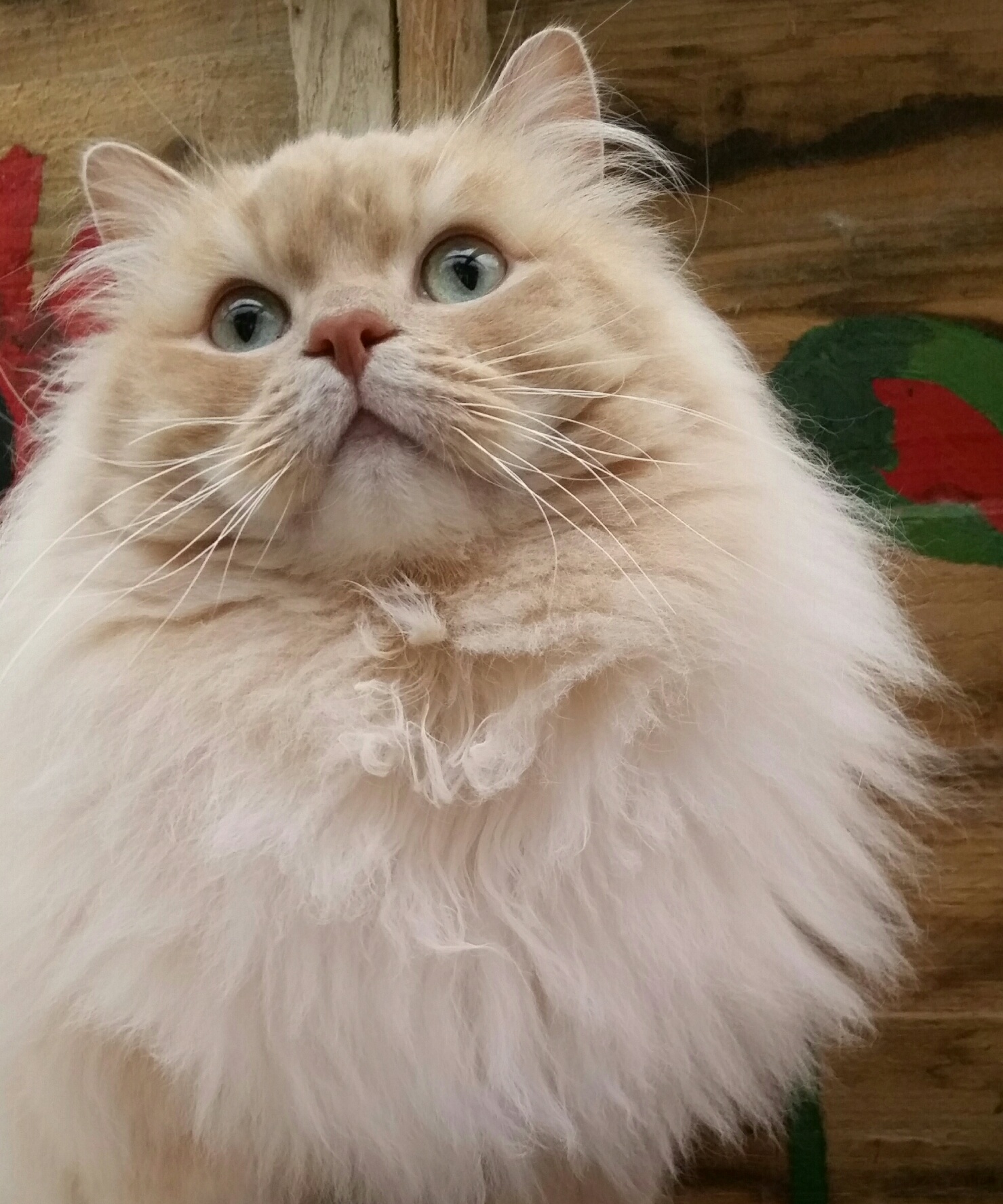 Ragamuffin Personality Profile