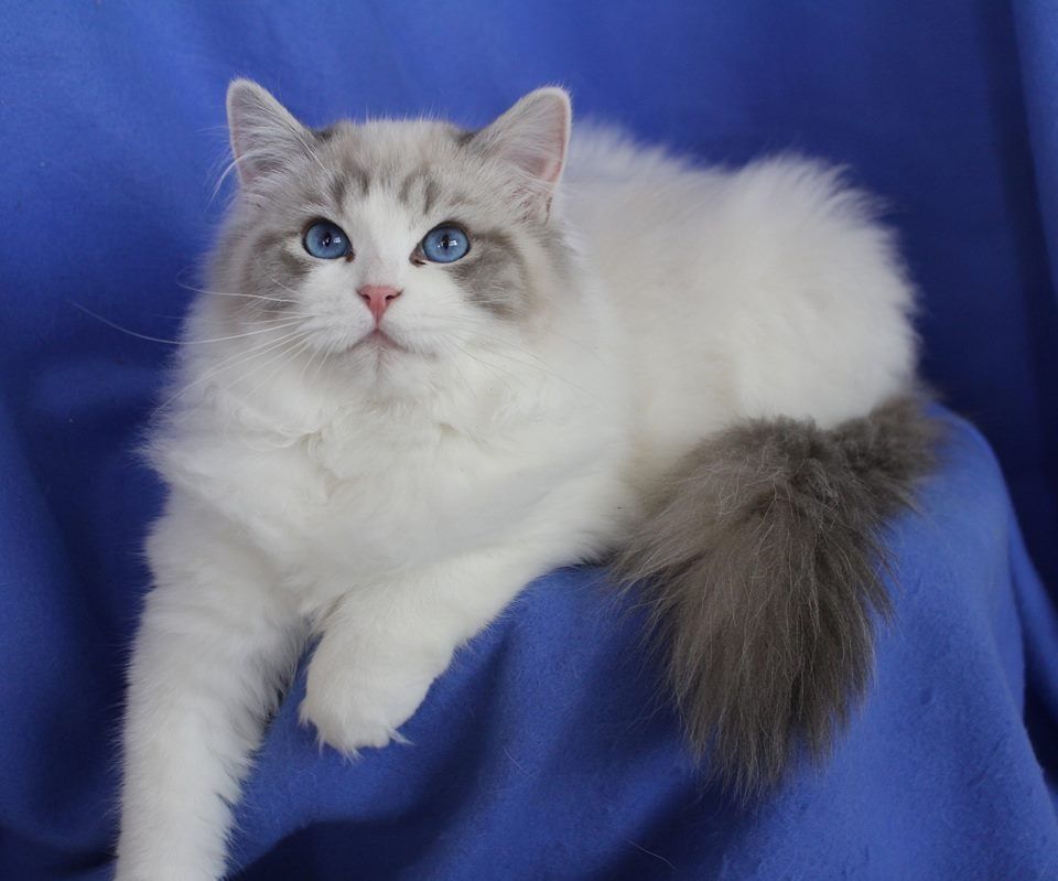 Ragdoll Personality Profile