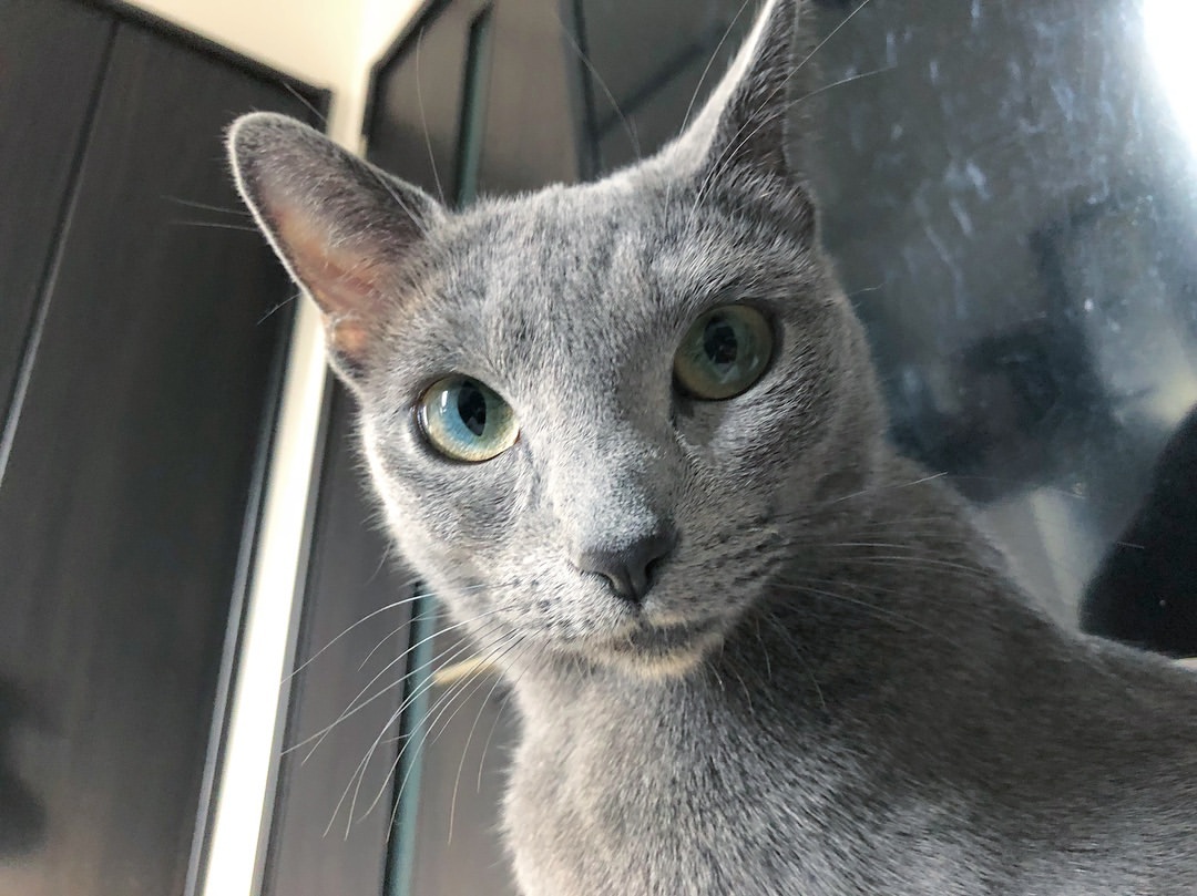 Russian Blue Personality Profile