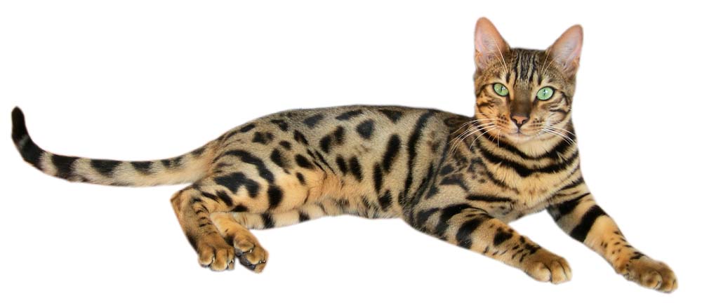 Safari Personality Profile