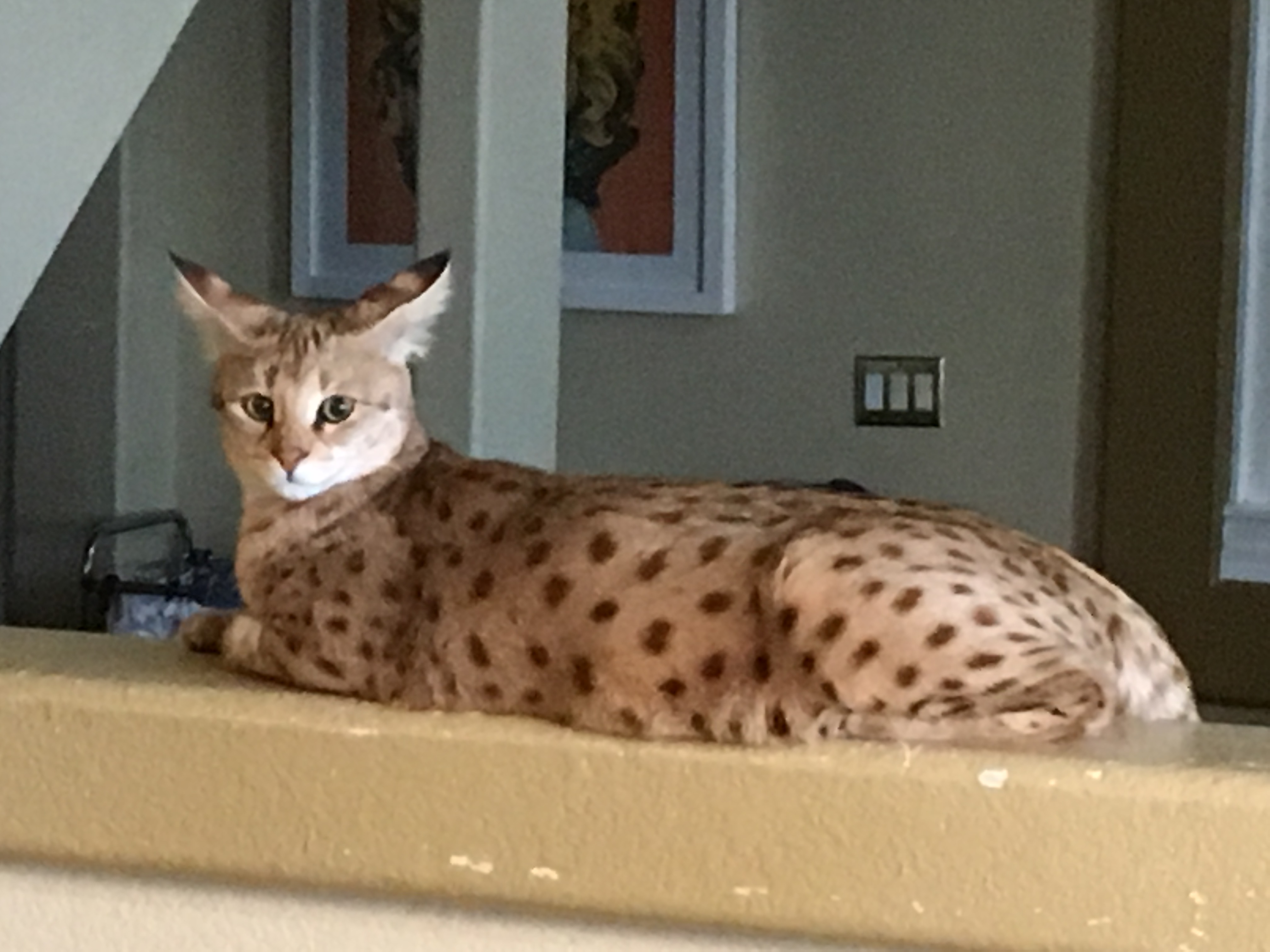 Savannah Personality Profile