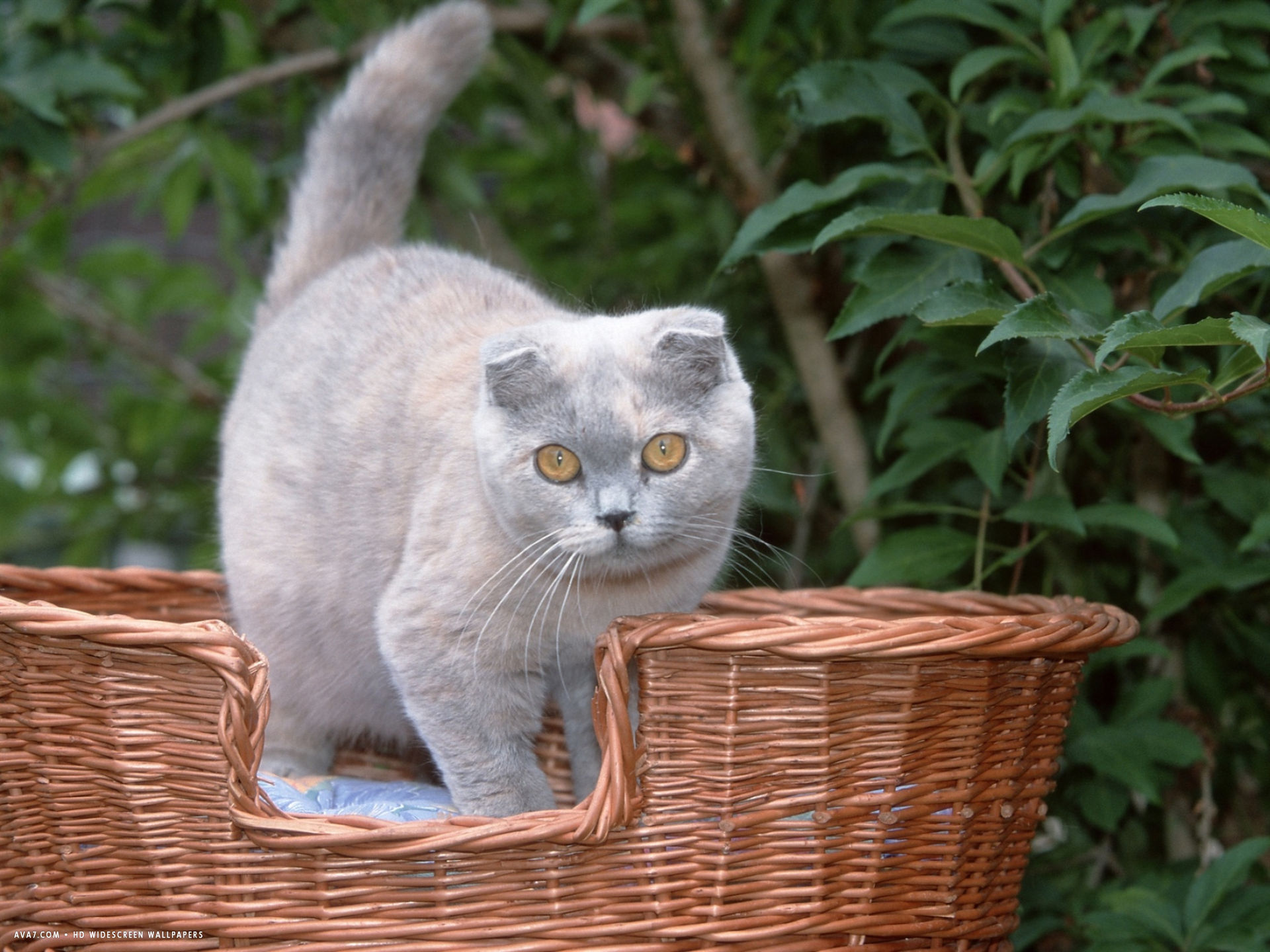 Scottish Fold Personality Profile