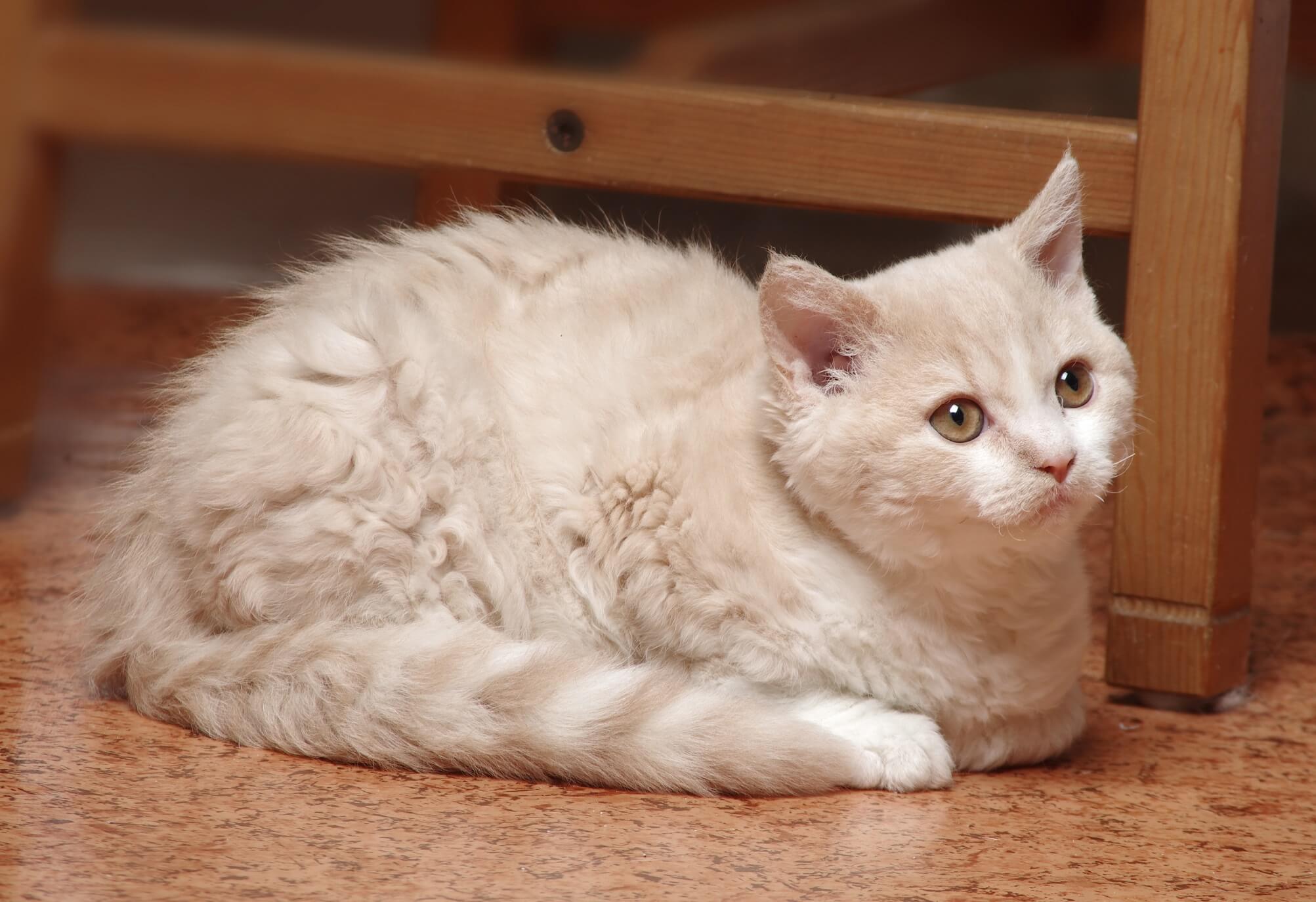 Selkirk Rex photo 2