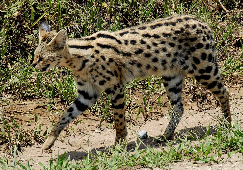 Serengeti Personality Profile