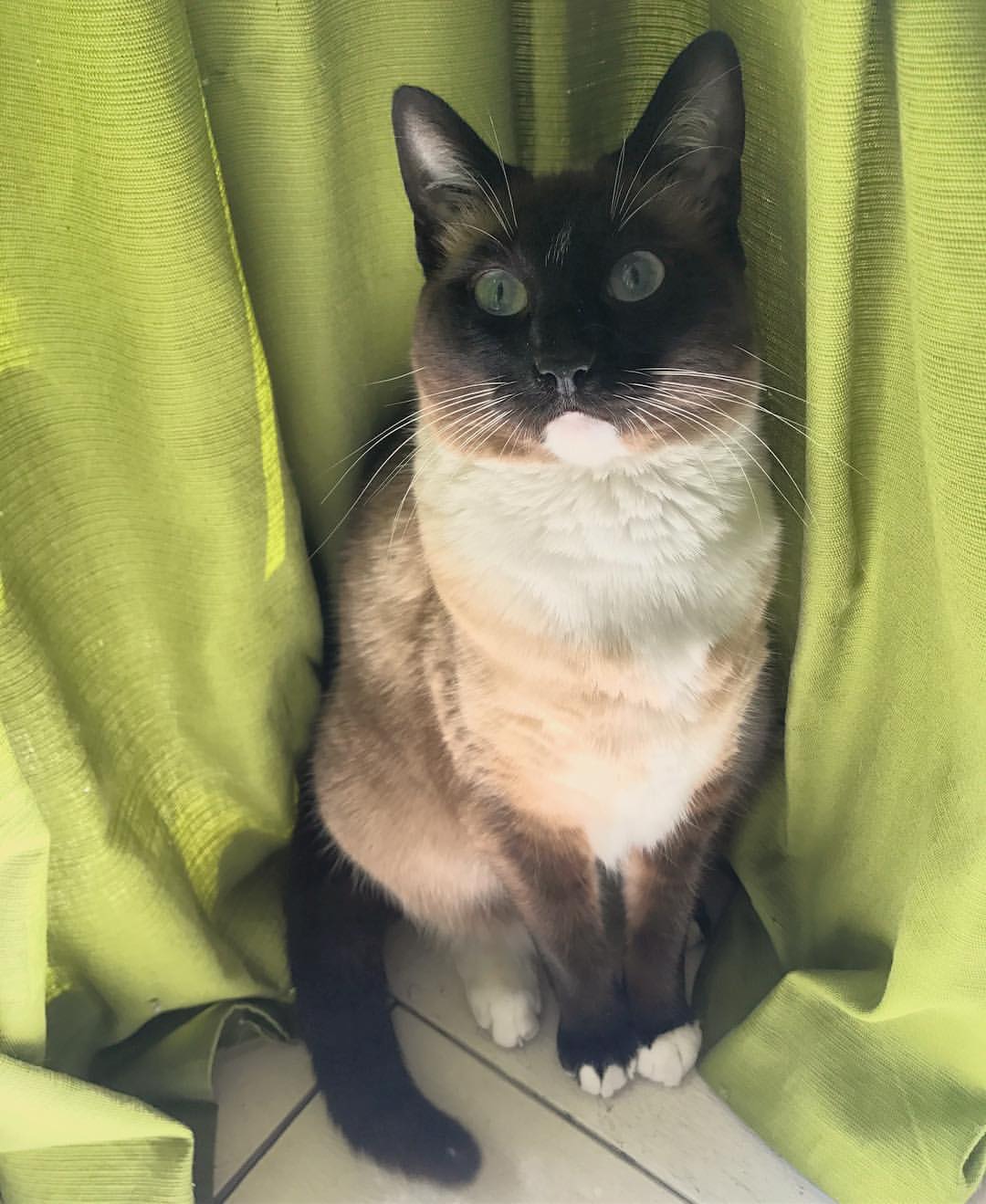 Siamese photo 2