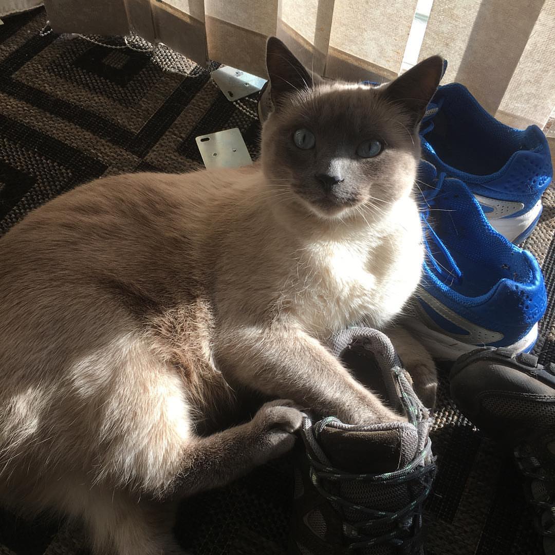 Siamese photo 3