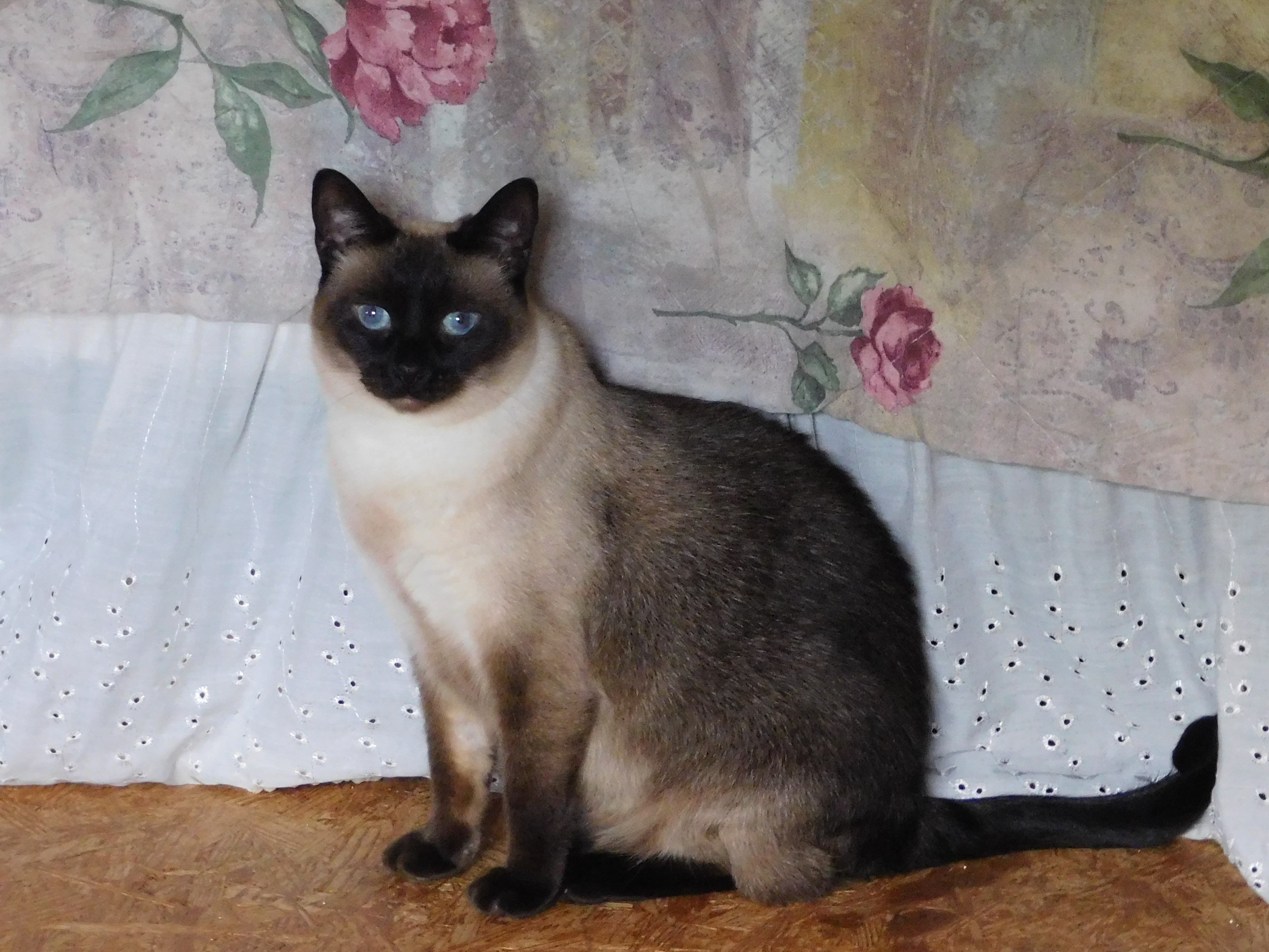 Siamese photo 4
