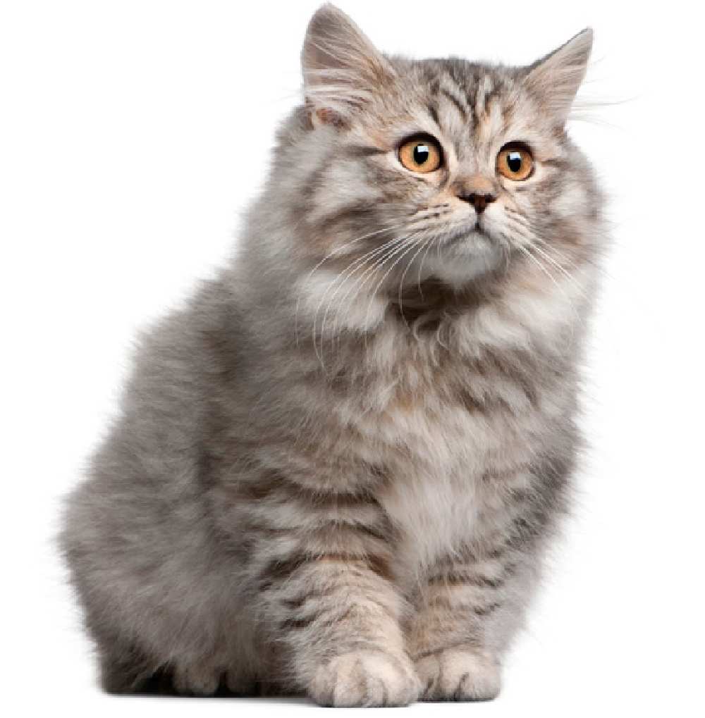 Siberian Personality Profile