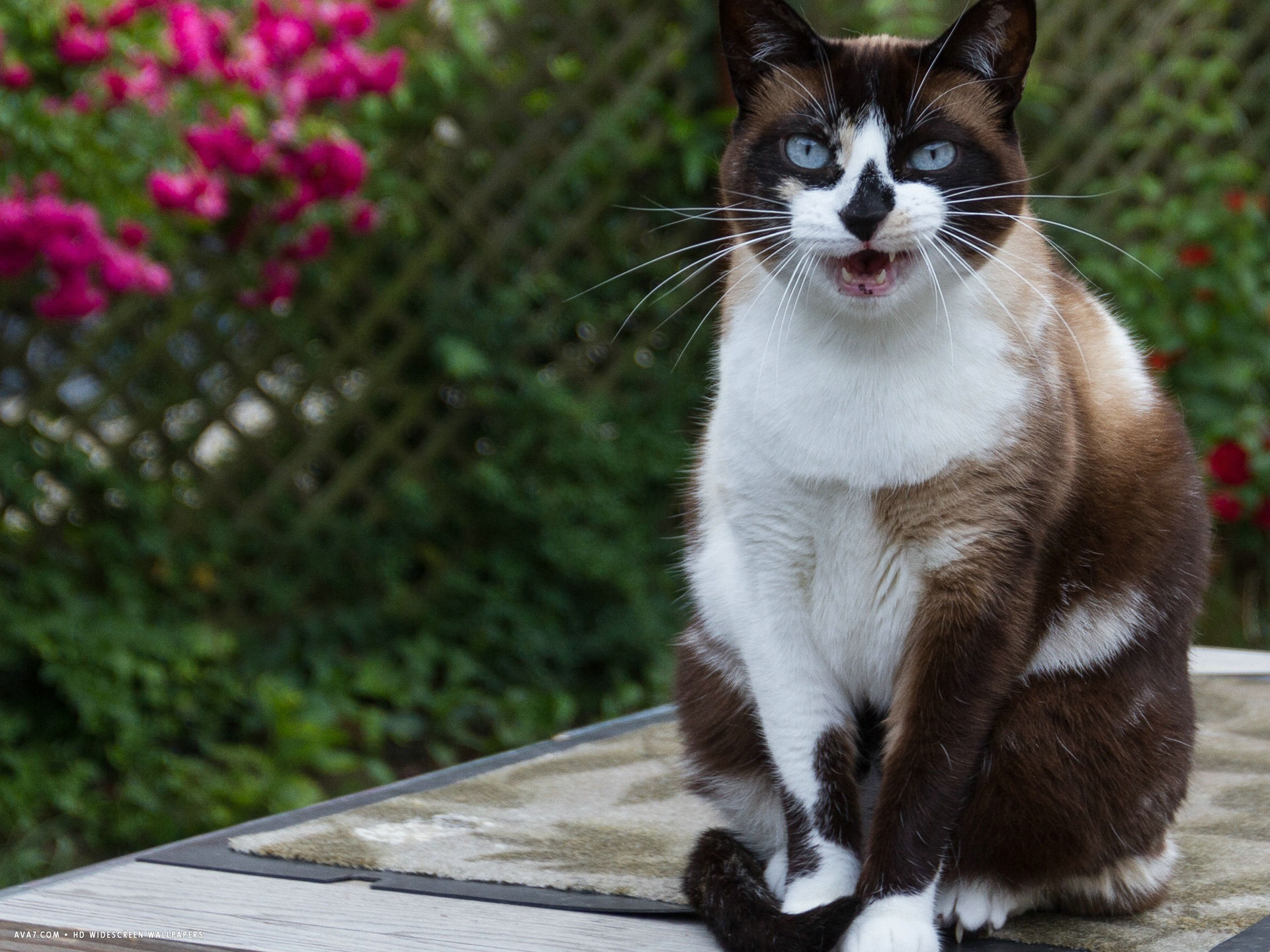 Snowshoe Personality Profile